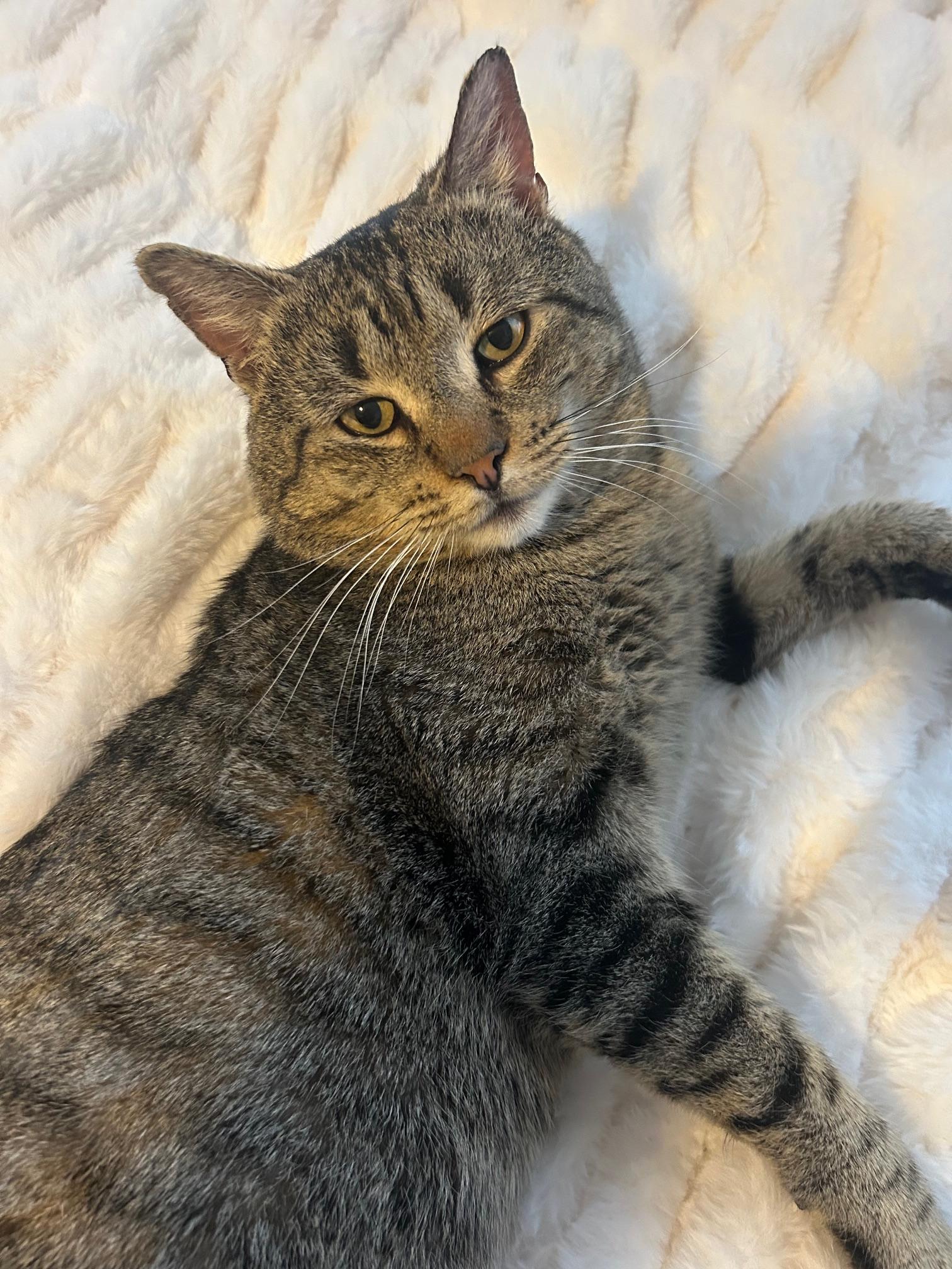 Enlarge Danny, an adoptable Domestic Short Hair in Millbury, MA image 5/5