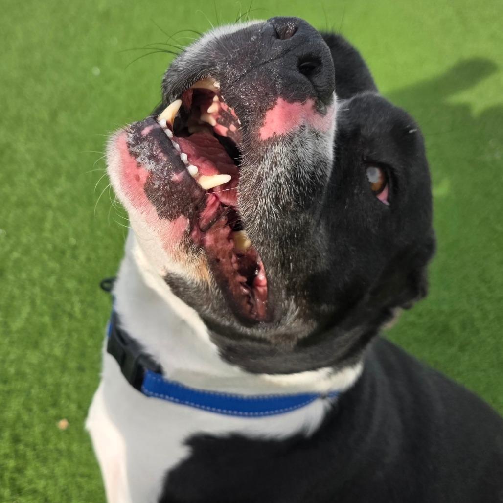 Dottie, Adoptable, Adult Female Pit Bull Terrier.