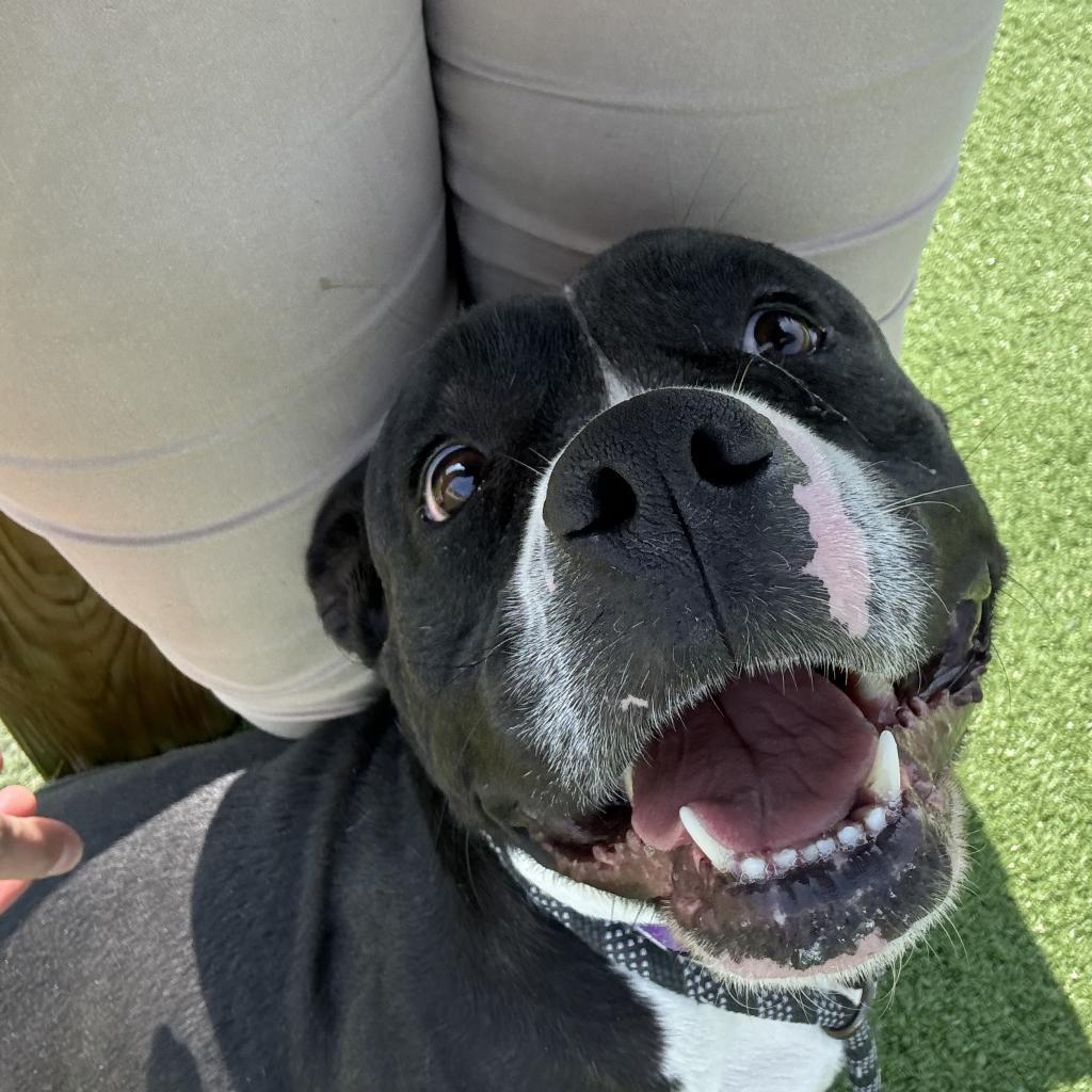 Enlarge Dottie, a Adoptable mixed breed in Bristol, IN image 2/6