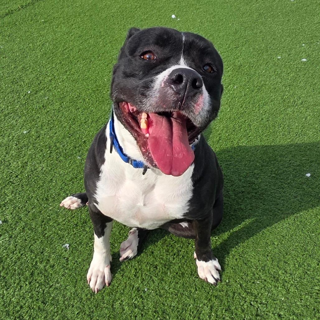 Enlarge Dottie, a Adoptable mixed breed in Bristol, IN image 4/6