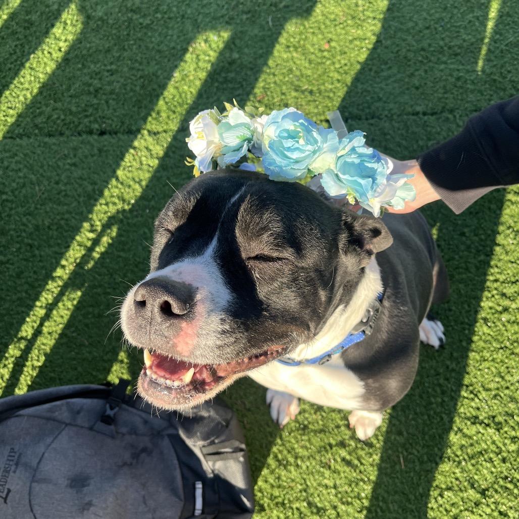 Enlarge Dottie, a Adoptable mixed breed in Bristol, IN image 5/6