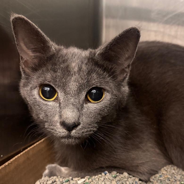 Enlarge Gracie, a Adoptable Domestic Short Hair in Belleville, IL image 1/2