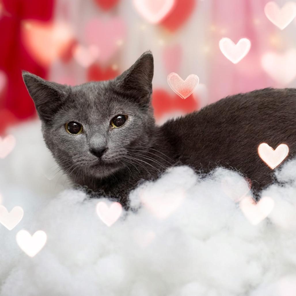 Enlarge Gracie, a Adoptable Domestic Short Hair in Belleville, IL image 2/2