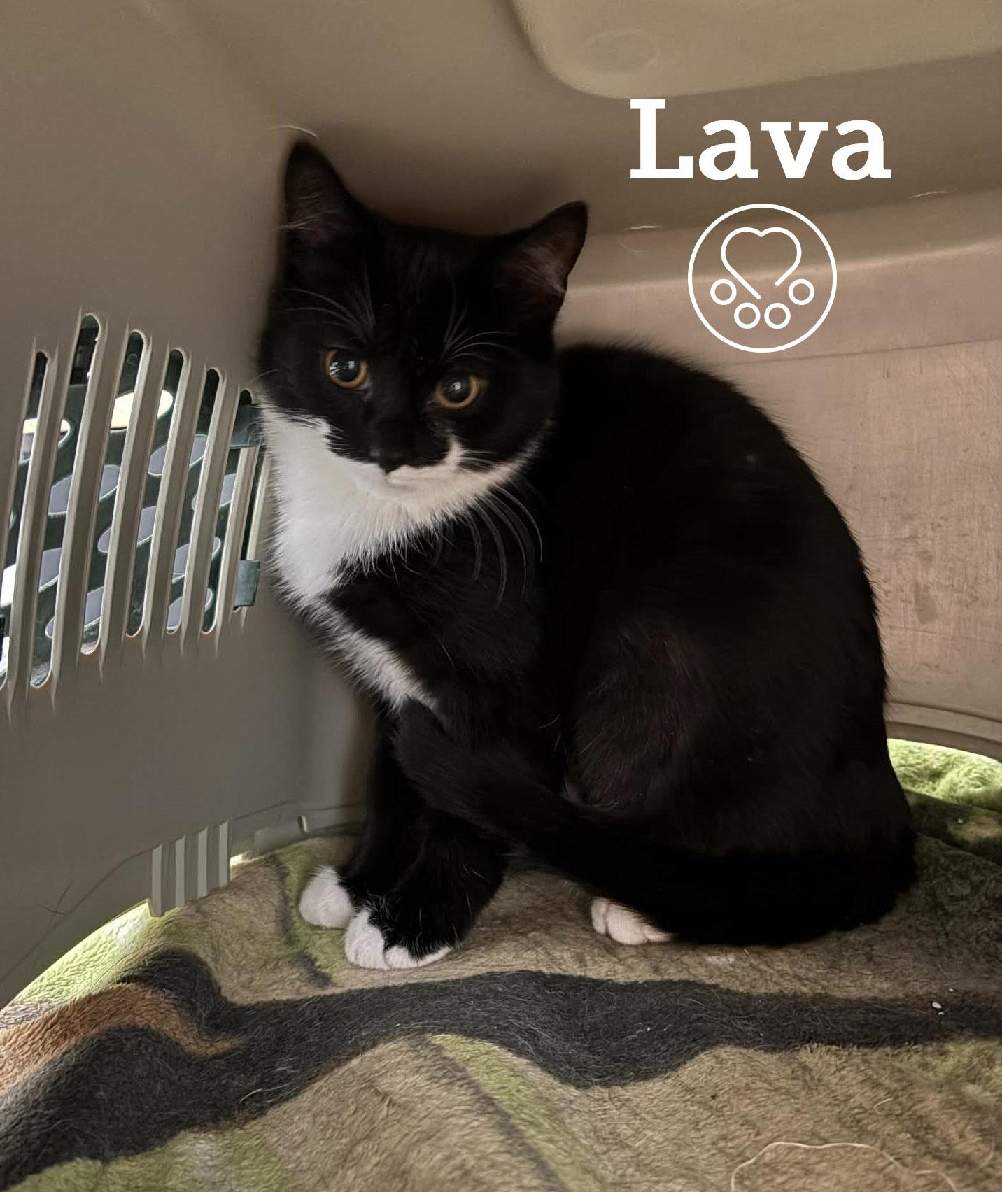 Enlarge Lava, a ADOPTABLE Domestic Short Hair in Anjou, QC image 1/1