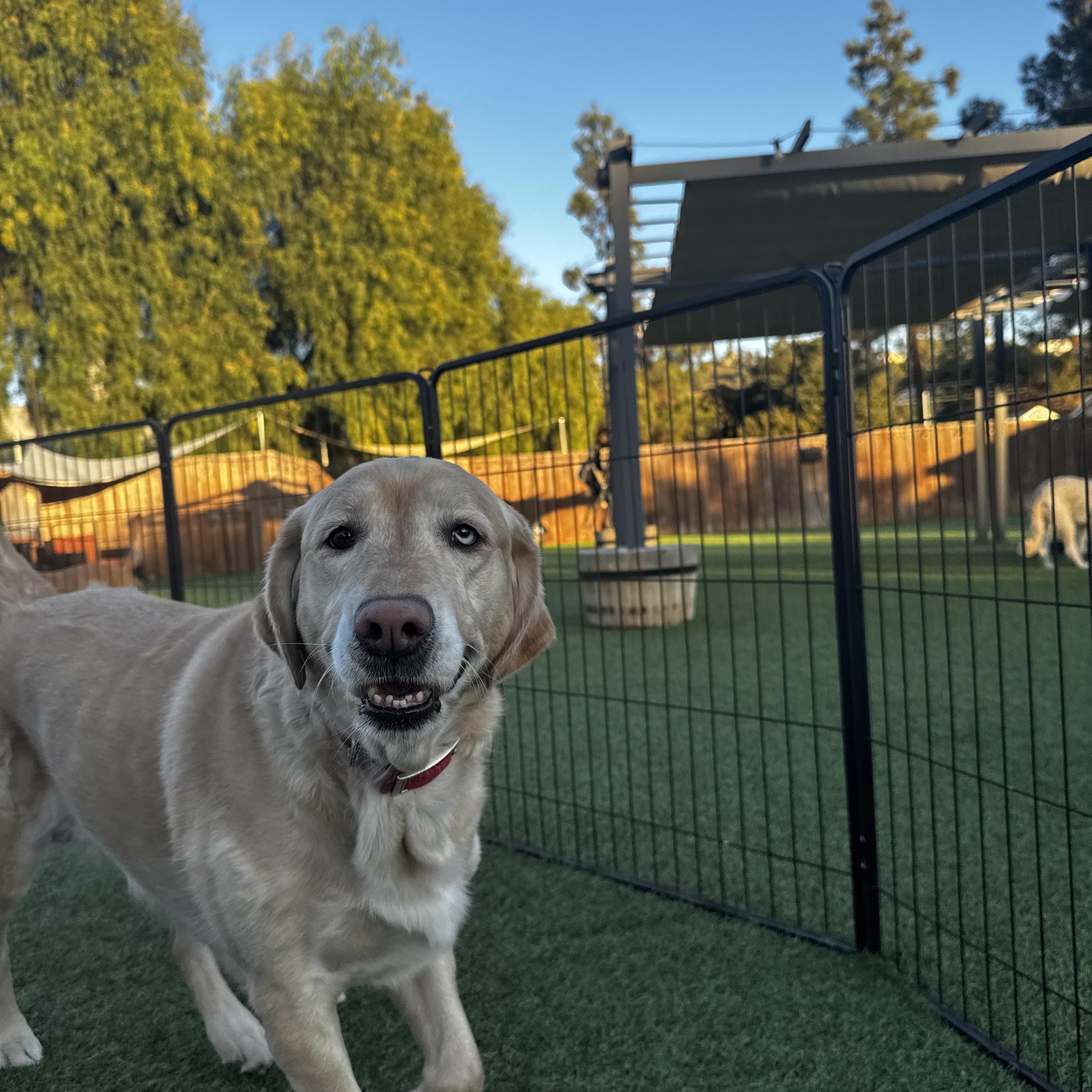 Enlarge Stella Bear, a Adopted Golden Retriever in Poway, CA image 3/4