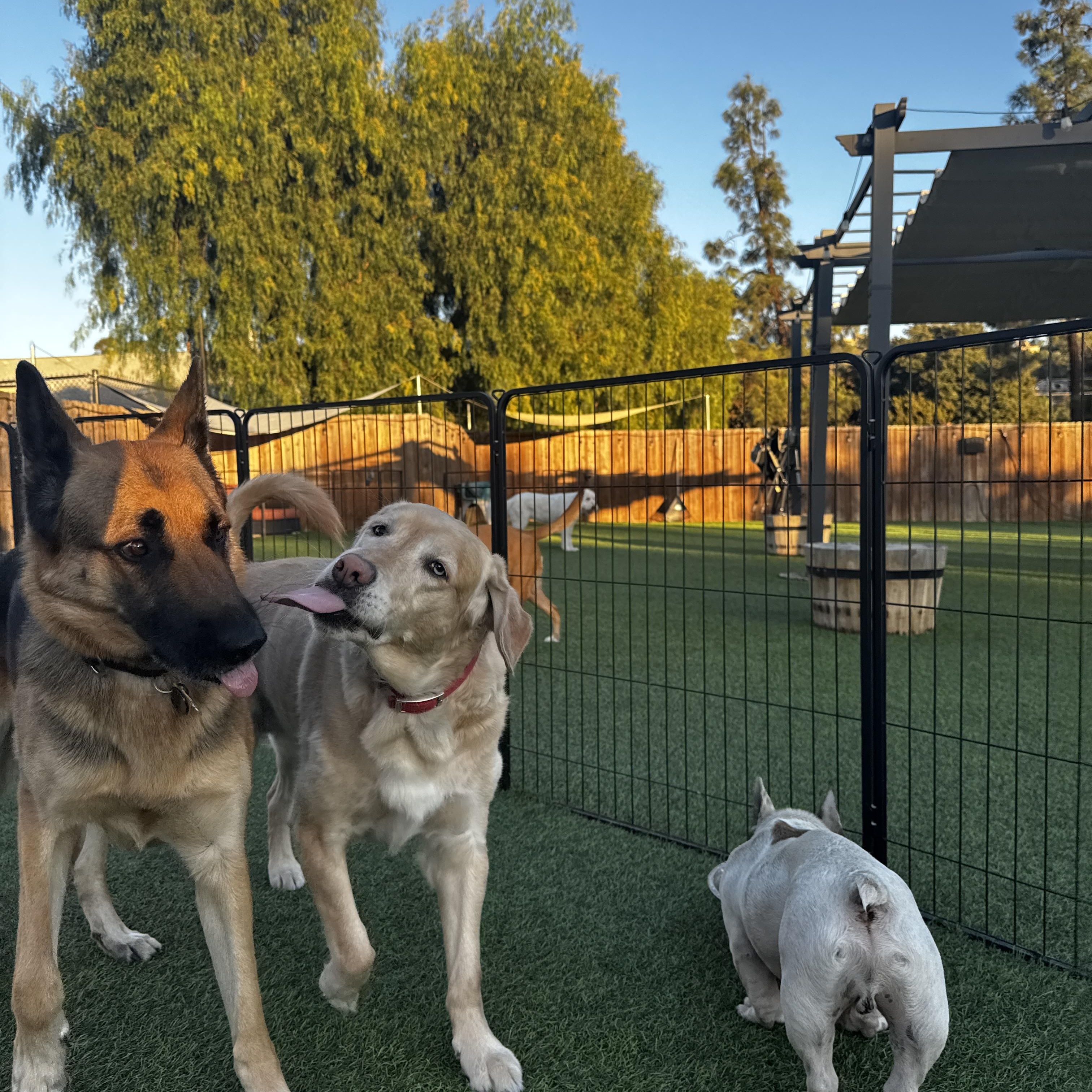 Enlarge Stella Bear, a Adopted Golden Retriever in Poway, CA image 4/4
