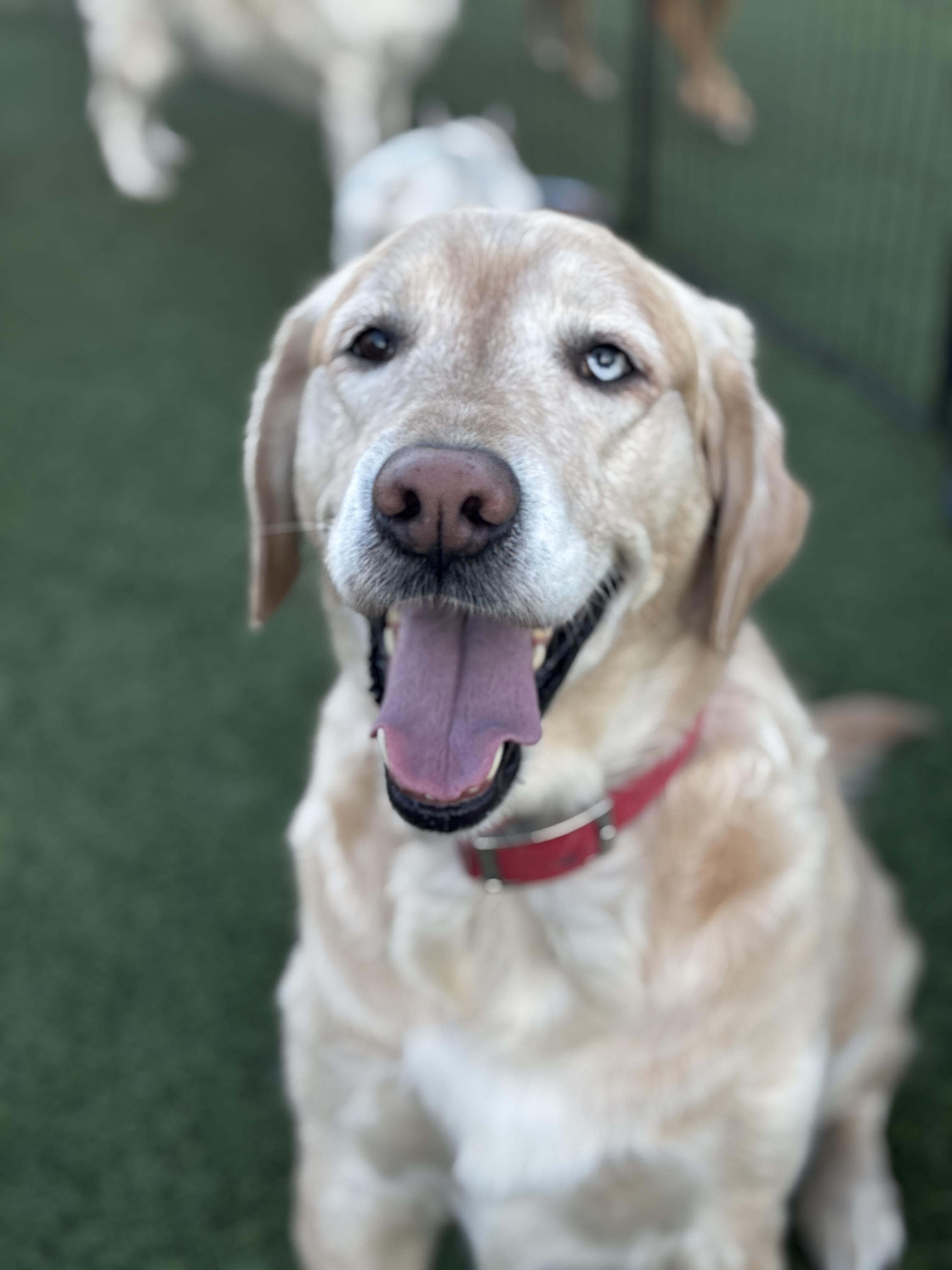 Stella Bear, Adopted, Adult Female Golden Retriever.