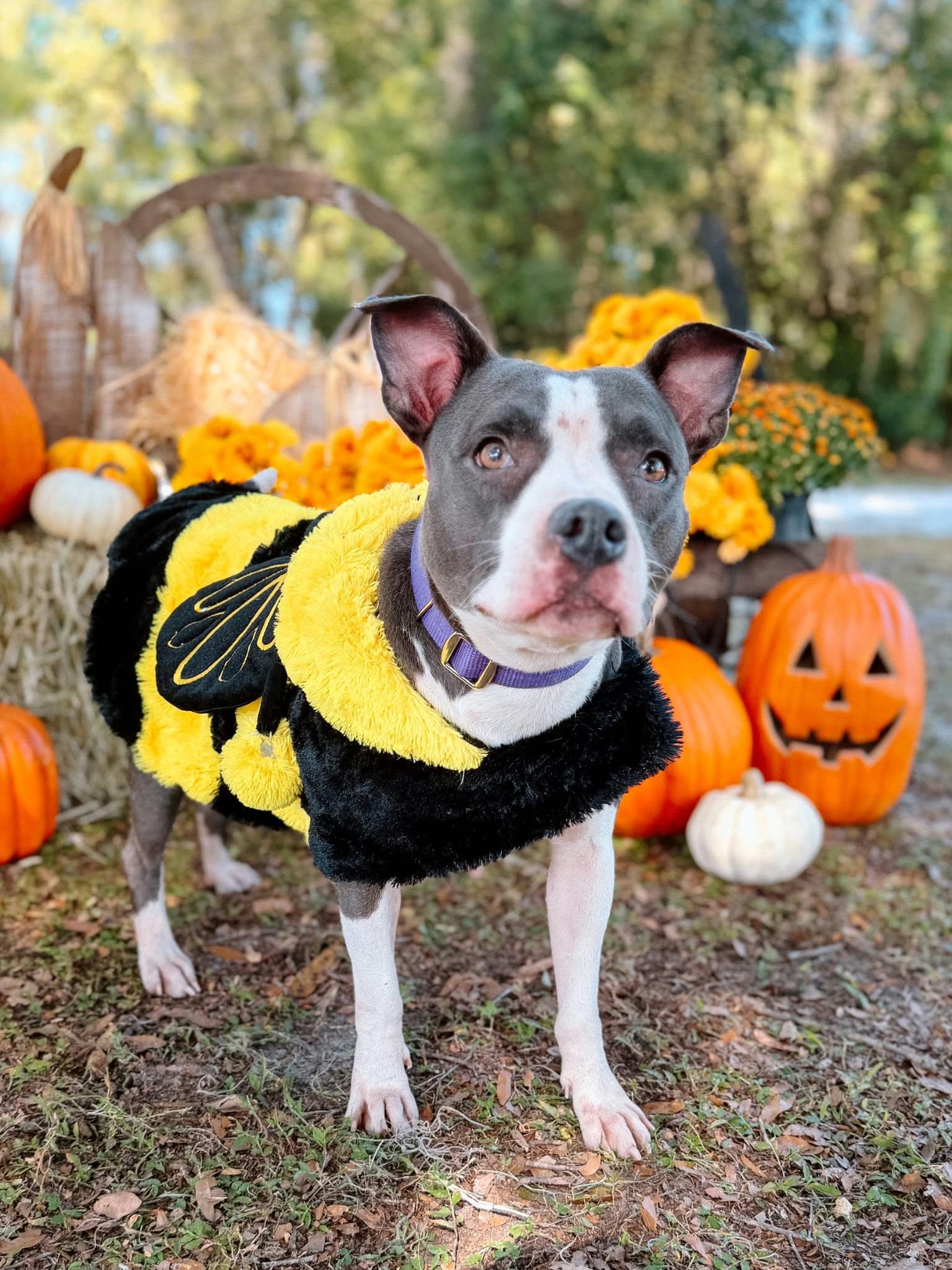 Cookie, Adoptable, Adult Female Terrier.
