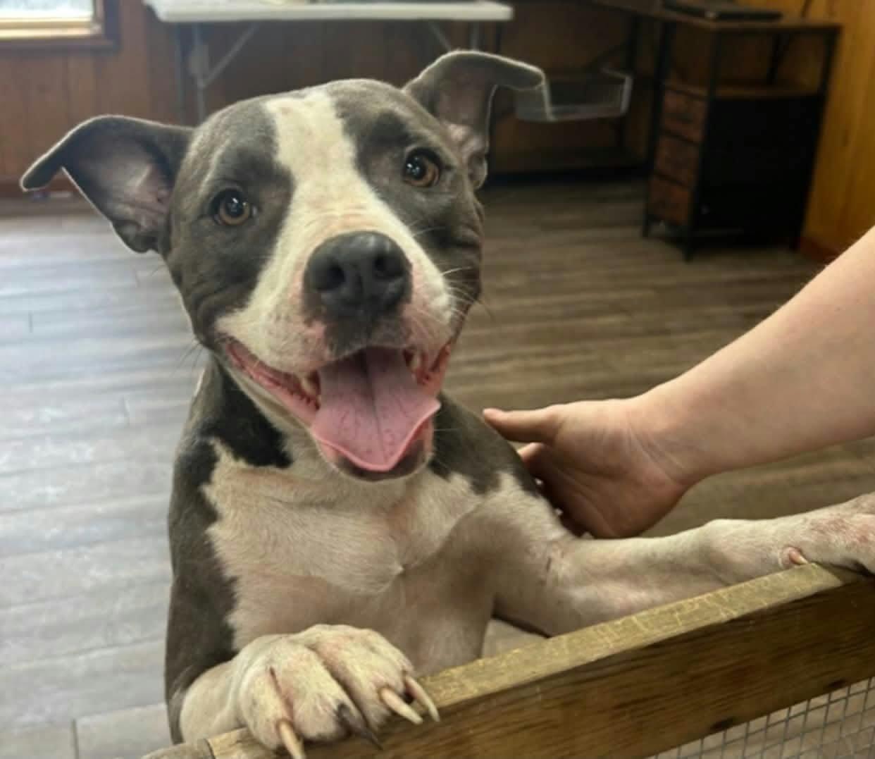 Enlarge Cookie, a Adoptable mixed breed in Umatilla, FL image 2/2