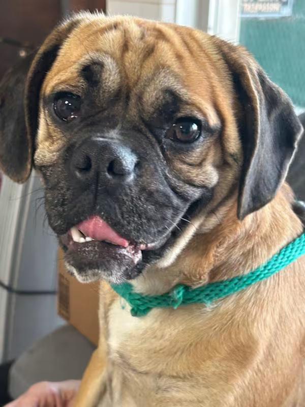 Toby the Puggle!, an adopted Puggle in Canoga Park, CA image 3/3