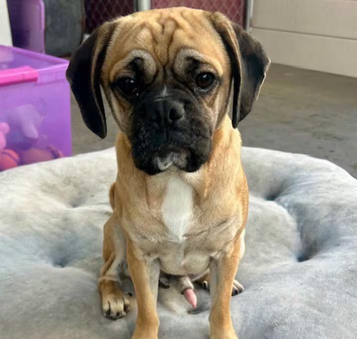 Toby the Puggle!, adopted, Young Male Puggle.