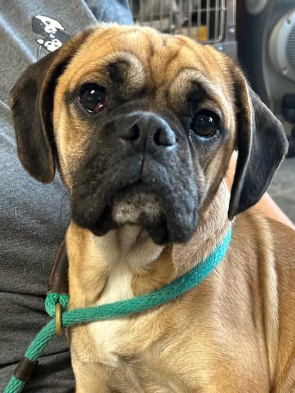 Toby the Puggle!, an adopted Puggle in Canoga Park, CA image 2/3