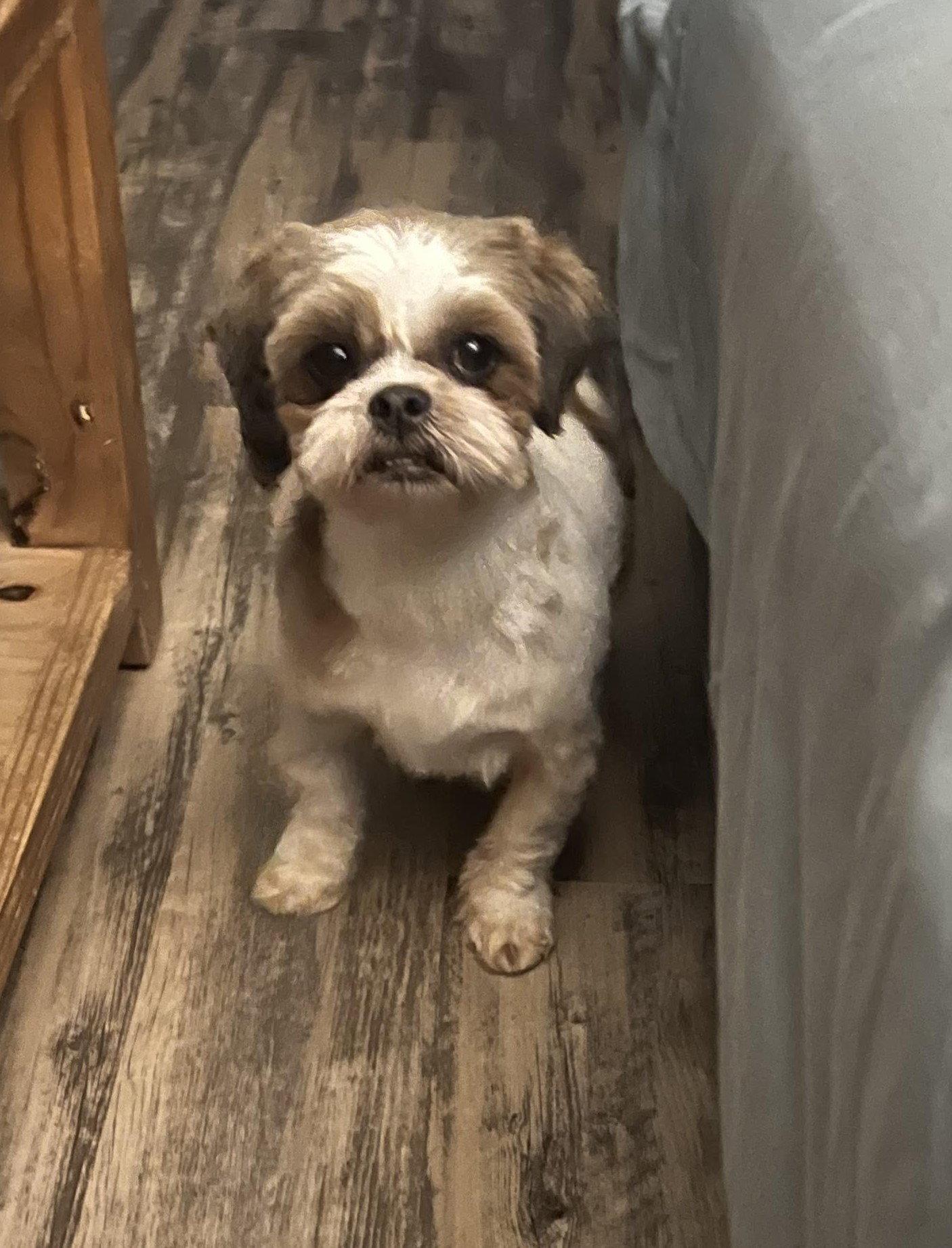 Enlarge Violet, a Adoptable Shih Tzu in Etobicoke, ON image 1/3
