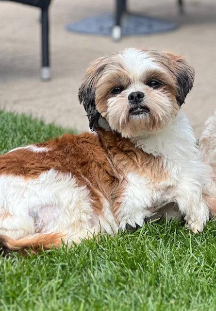 Enlarge Violet, a Adoptable Shih Tzu in Etobicoke, ON image 2/3