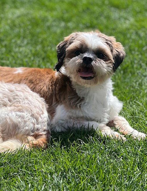Enlarge Violet, a Adoptable Shih Tzu in Etobicoke, ON image 3/3