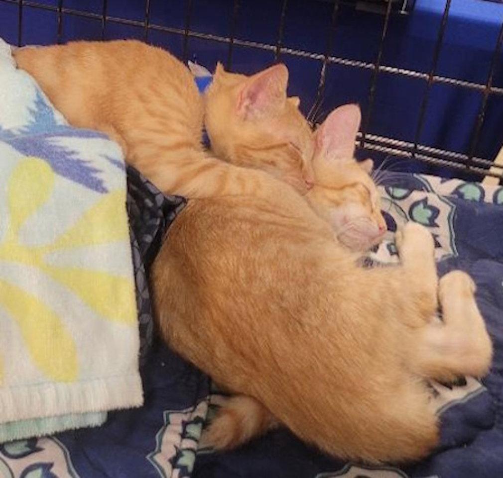 Sunbeam - PSP, Adopted, Kitten Male Domestic Short Hair.