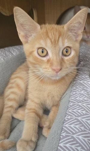 Sunbeam - PSP, a Adopted Domestic Short Hair in Oakland Park, FL image 2/3