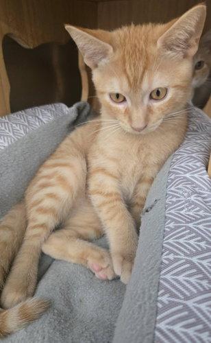 Sunbeam - PSP, a Adopted Domestic Short Hair in Oakland Park, FL image 3/3