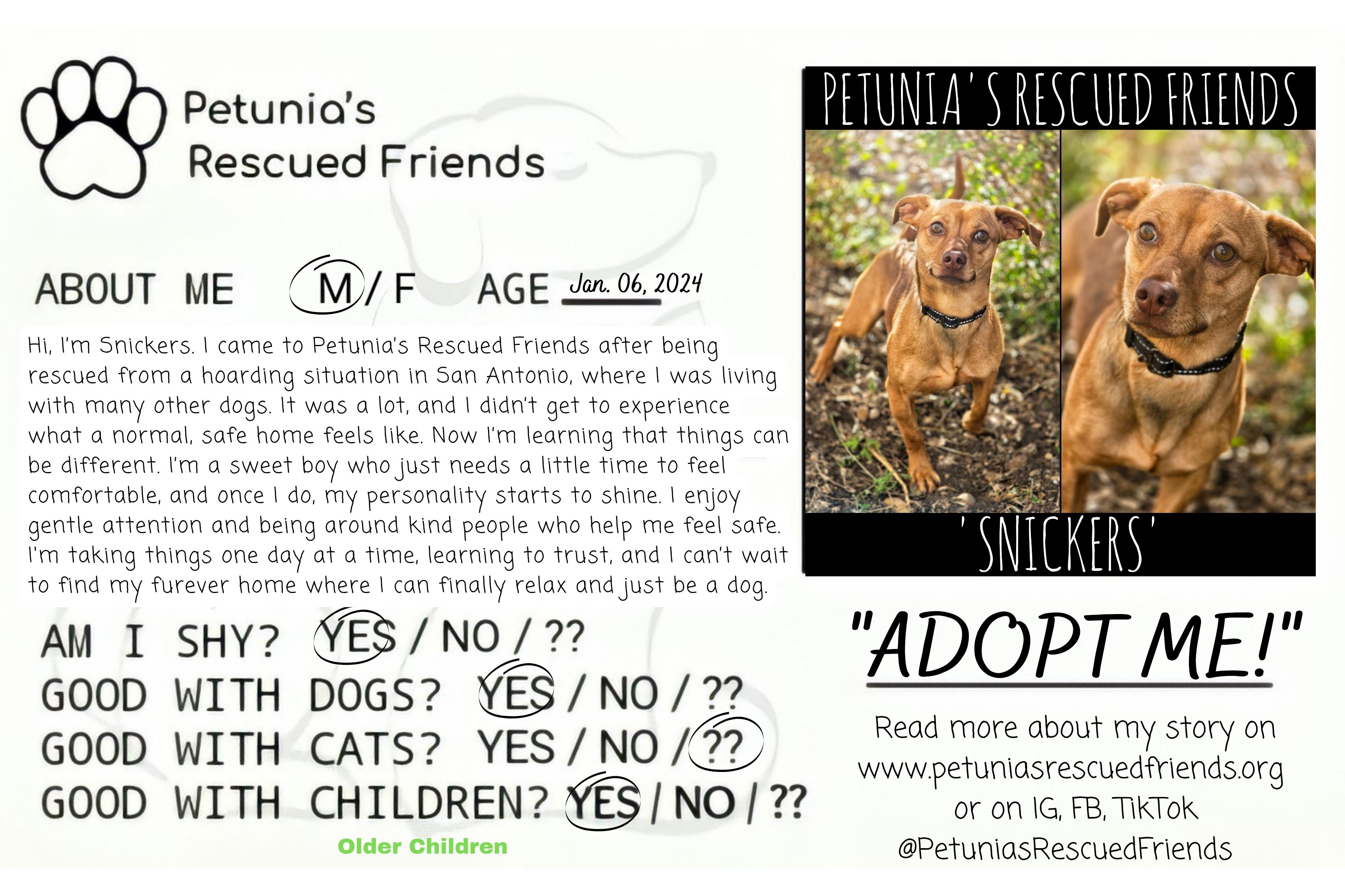 Enlarge Snickers, a Adoptable Chiweenie in Castroville, TX image 2/2