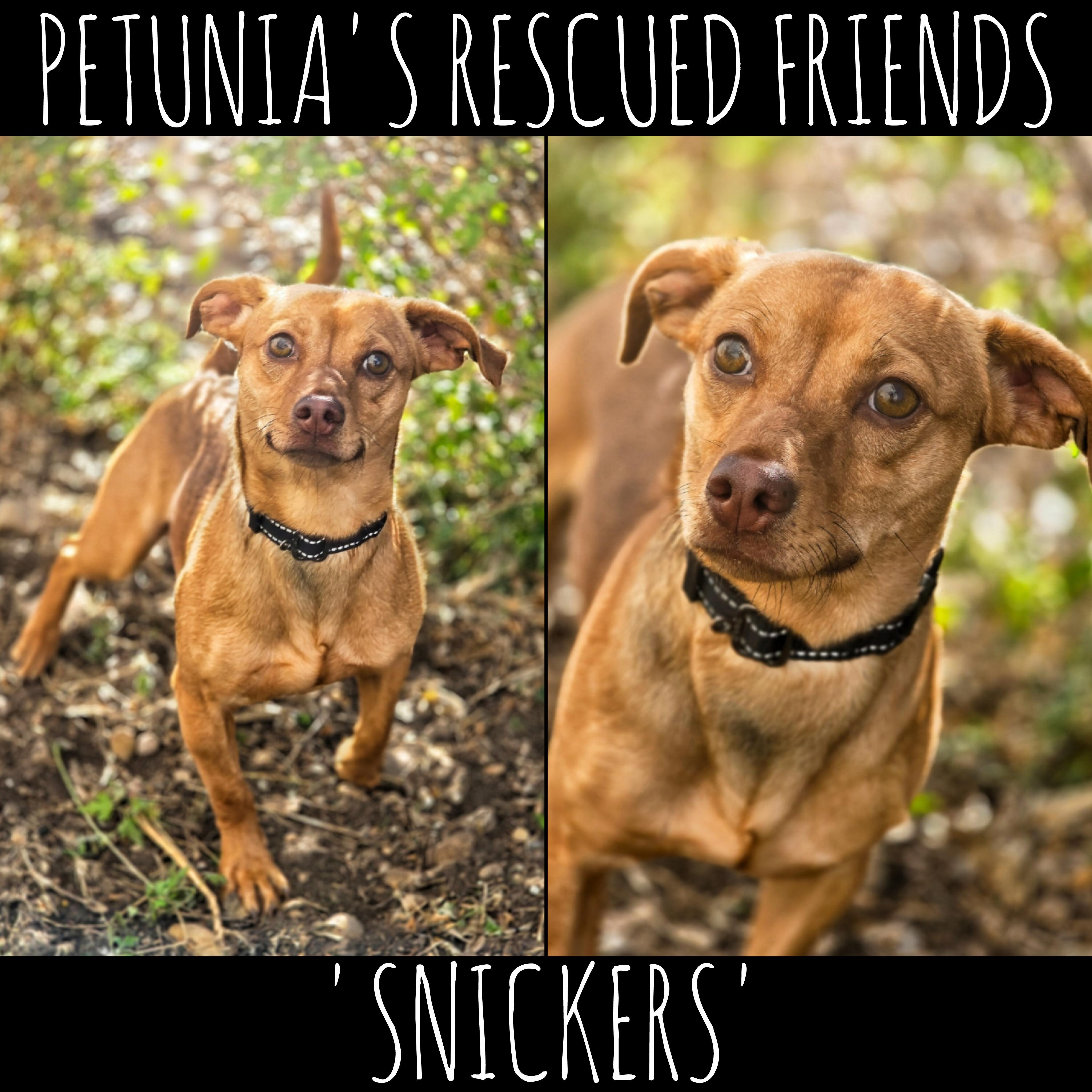 Enlarge Snickers, a Adoptable Chiweenie in Castroville, TX image 1/2