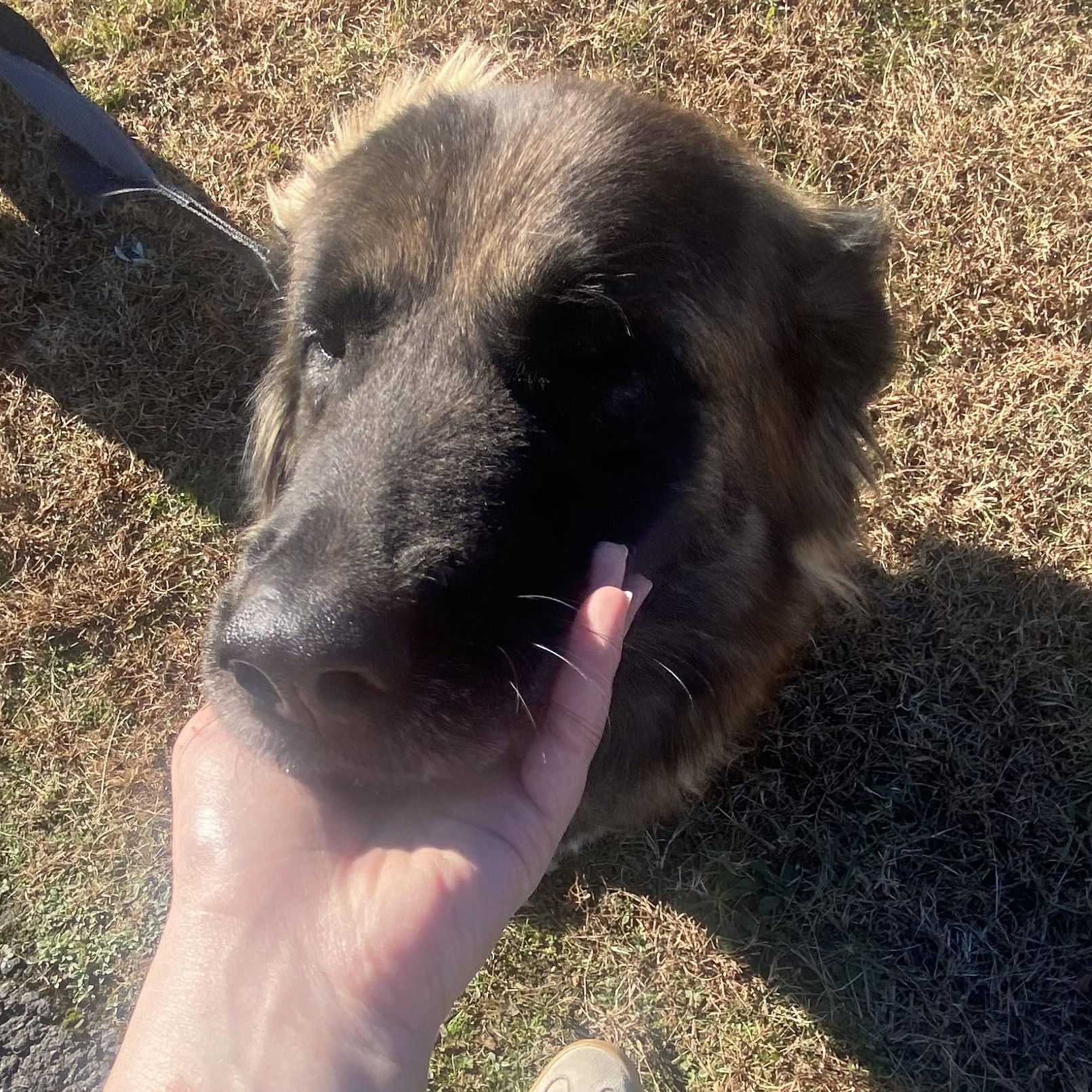 Capella, a Adoptable Estrela Mountain Dog in King George, VA image 5/5