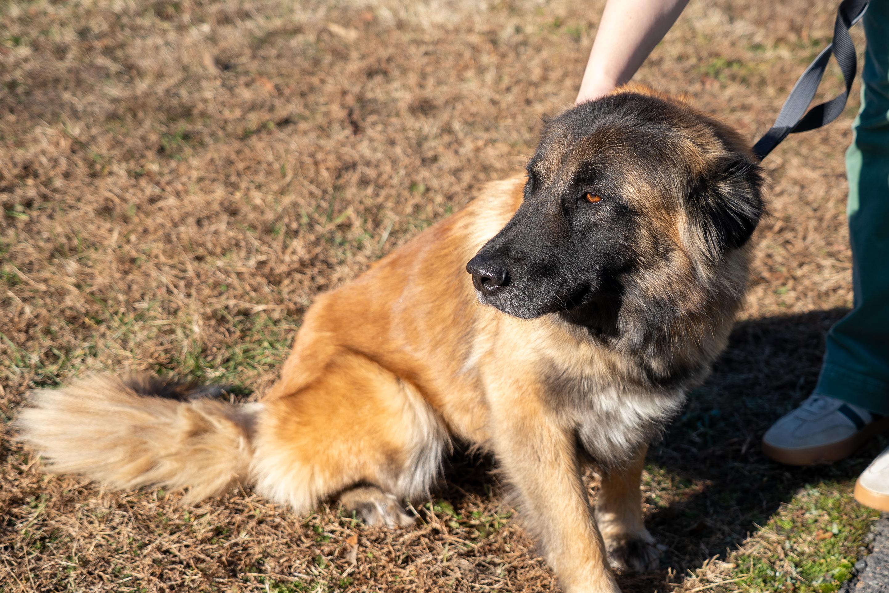 Capella, a Adoptable Estrela Mountain Dog in King George, VA image 3/5
