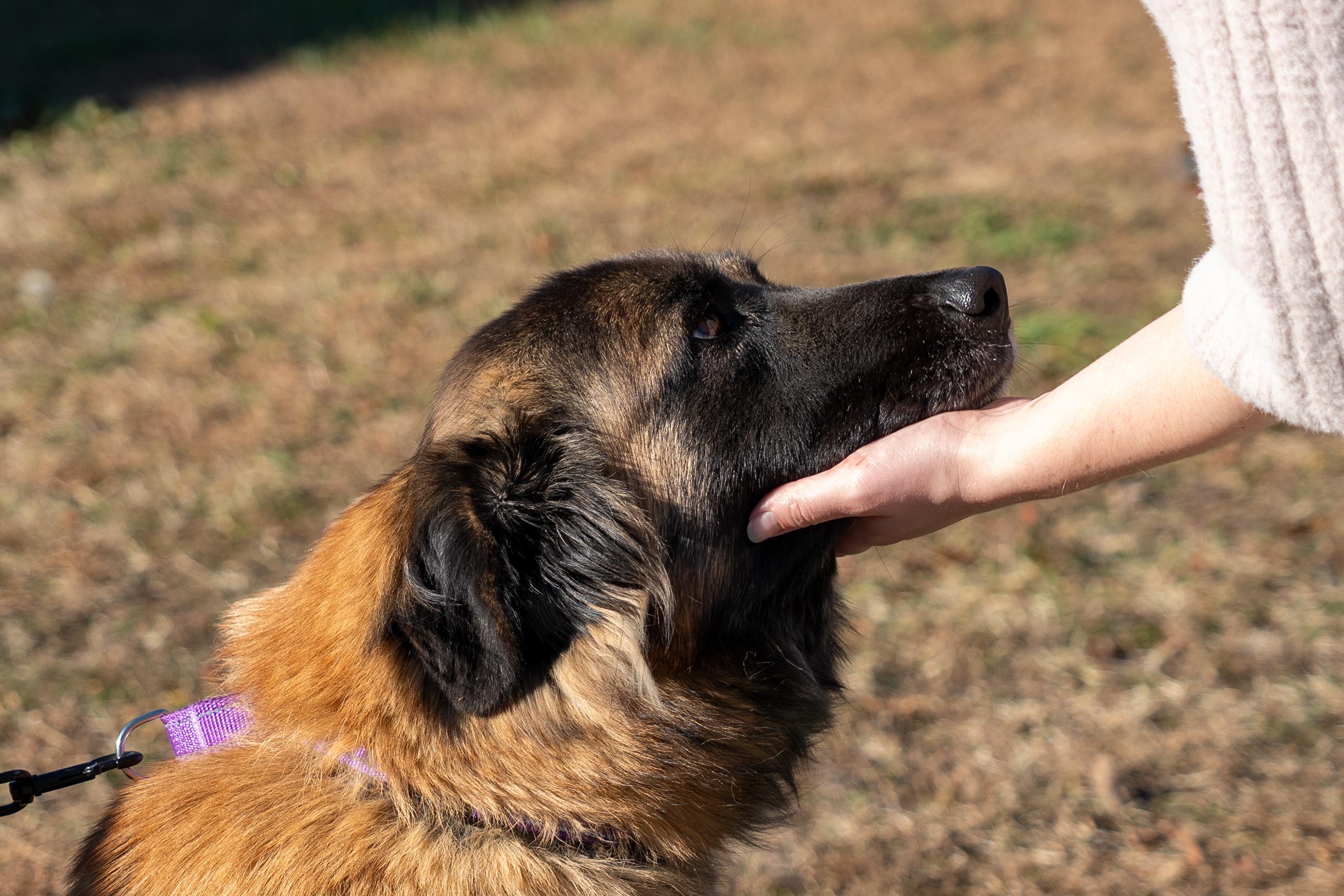 Capella, a Adoptable Estrela Mountain Dog in King George, VA image 2/5