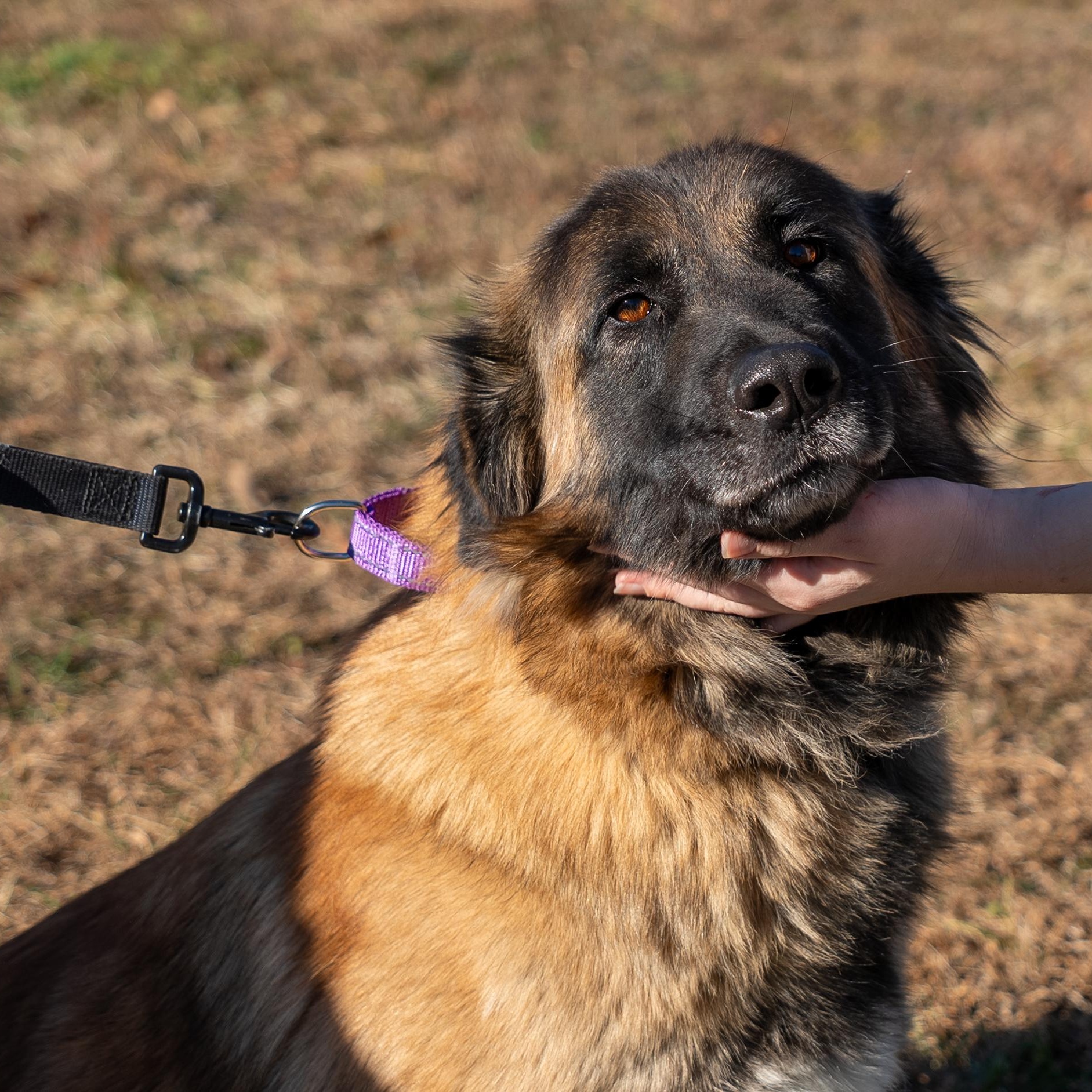Capella, Adoptable, Young Female Estrela Mountain Dog.