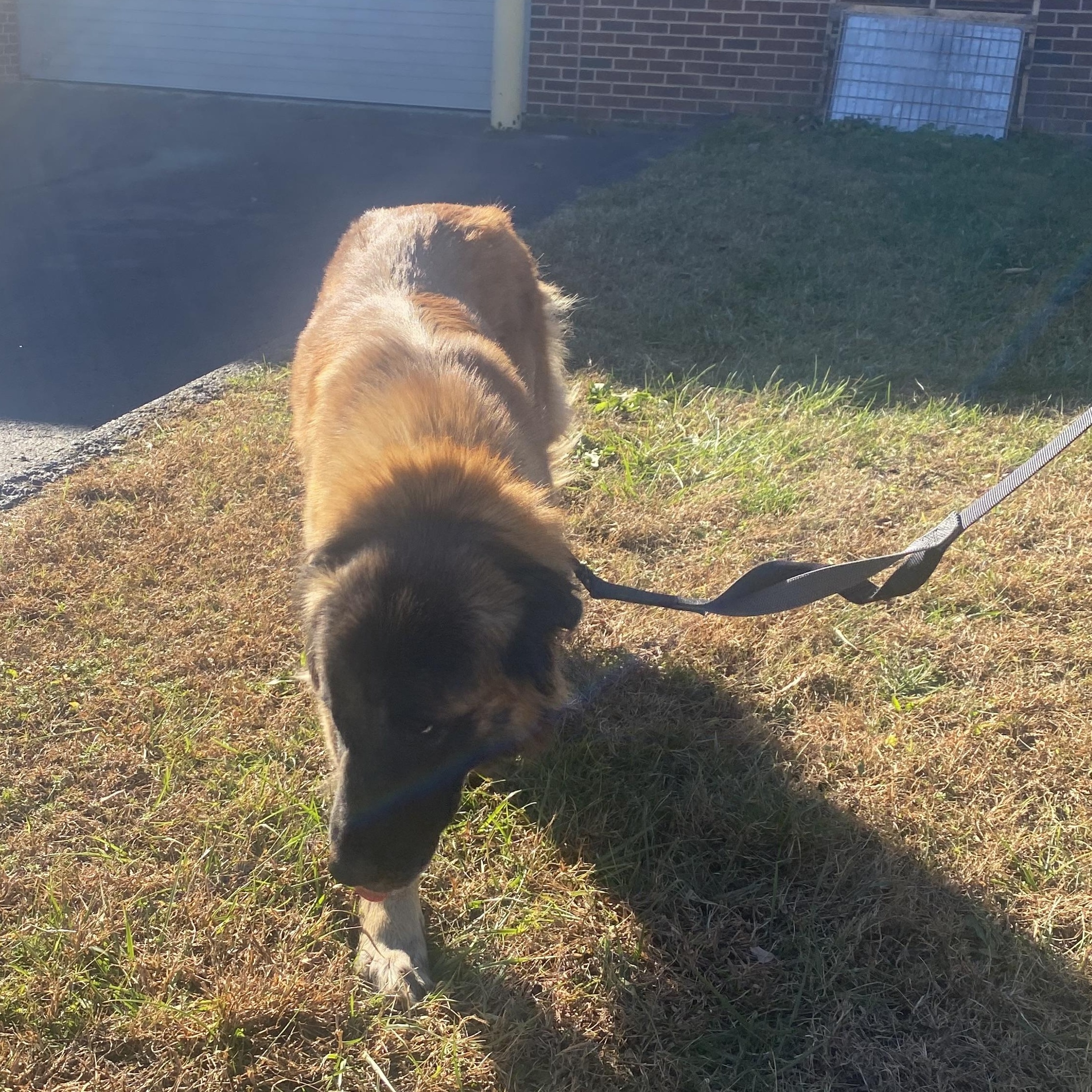 Capella, a Adoptable Estrela Mountain Dog in King George, VA image 4/5