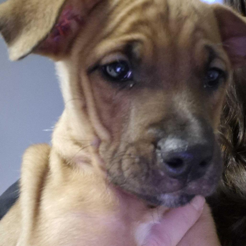 Budd, Adoptable, Puppy Male Mixed Breed.