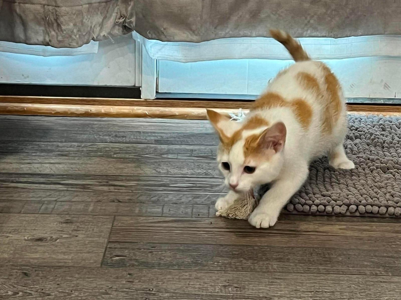 Mo, Adoptable, Kitten Female Domestic Short Hair.