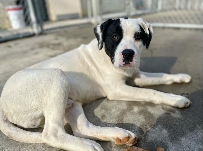 Phinneas, Adoptable, Puppy Male Labrador Retriever.