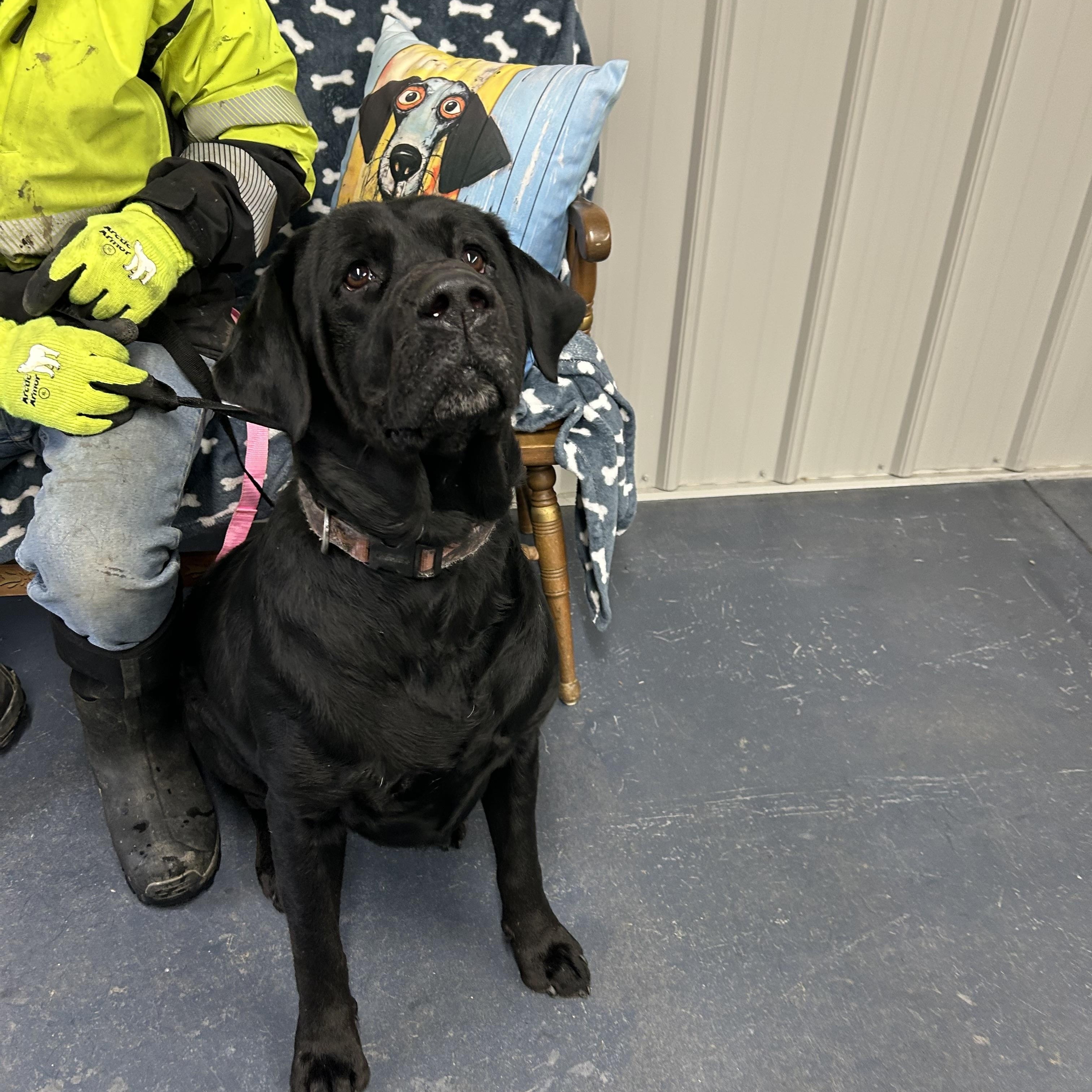 Austin, Adoptable, Adult Male Black Labrador Retriever.