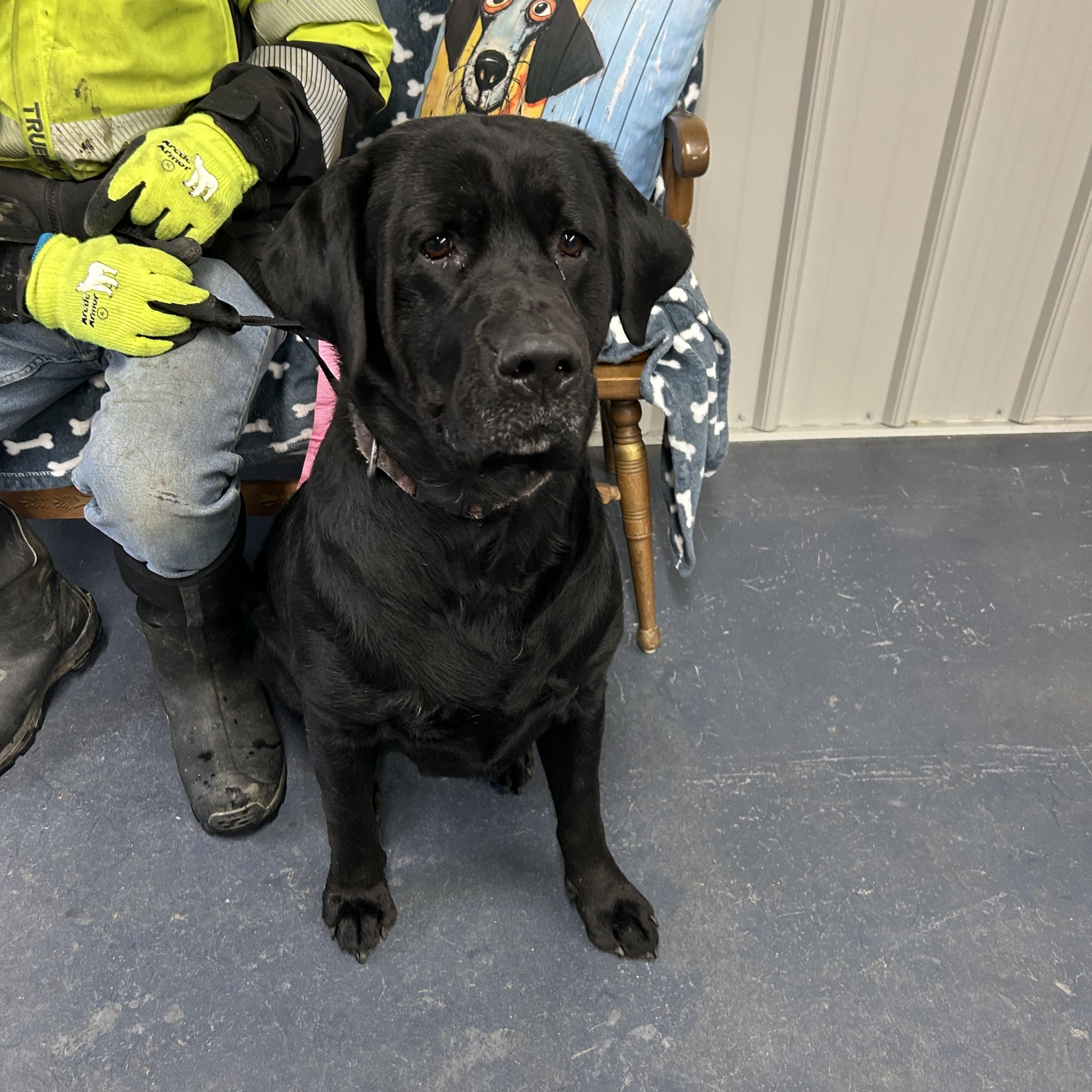 Austin, a Adoptable Black Labrador Retriever in Moravia, NY image 2/2