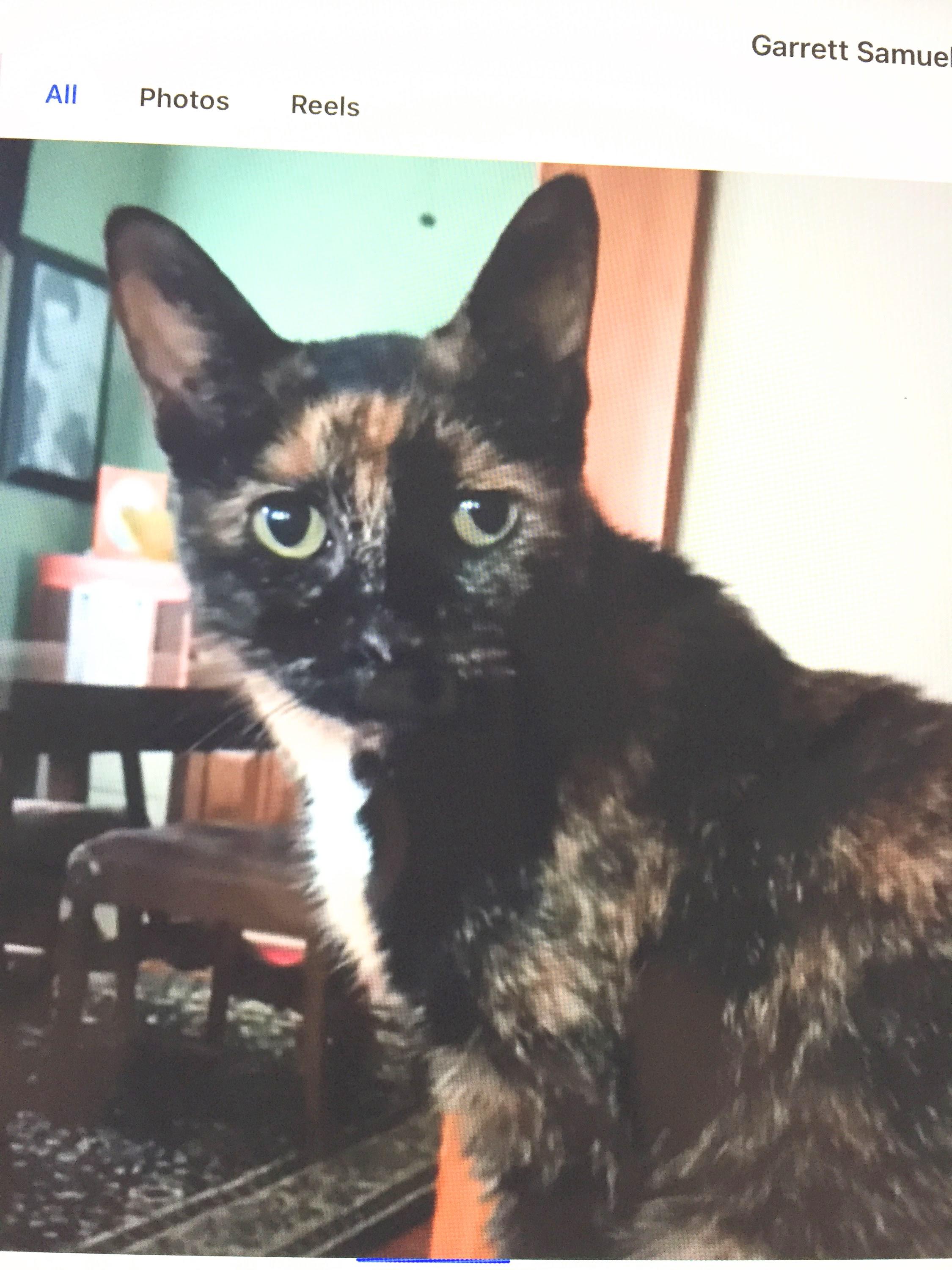 Orphan Annie, a ADOPTABLE Domestic Short Hair in Buffalo, NY image 2/2
