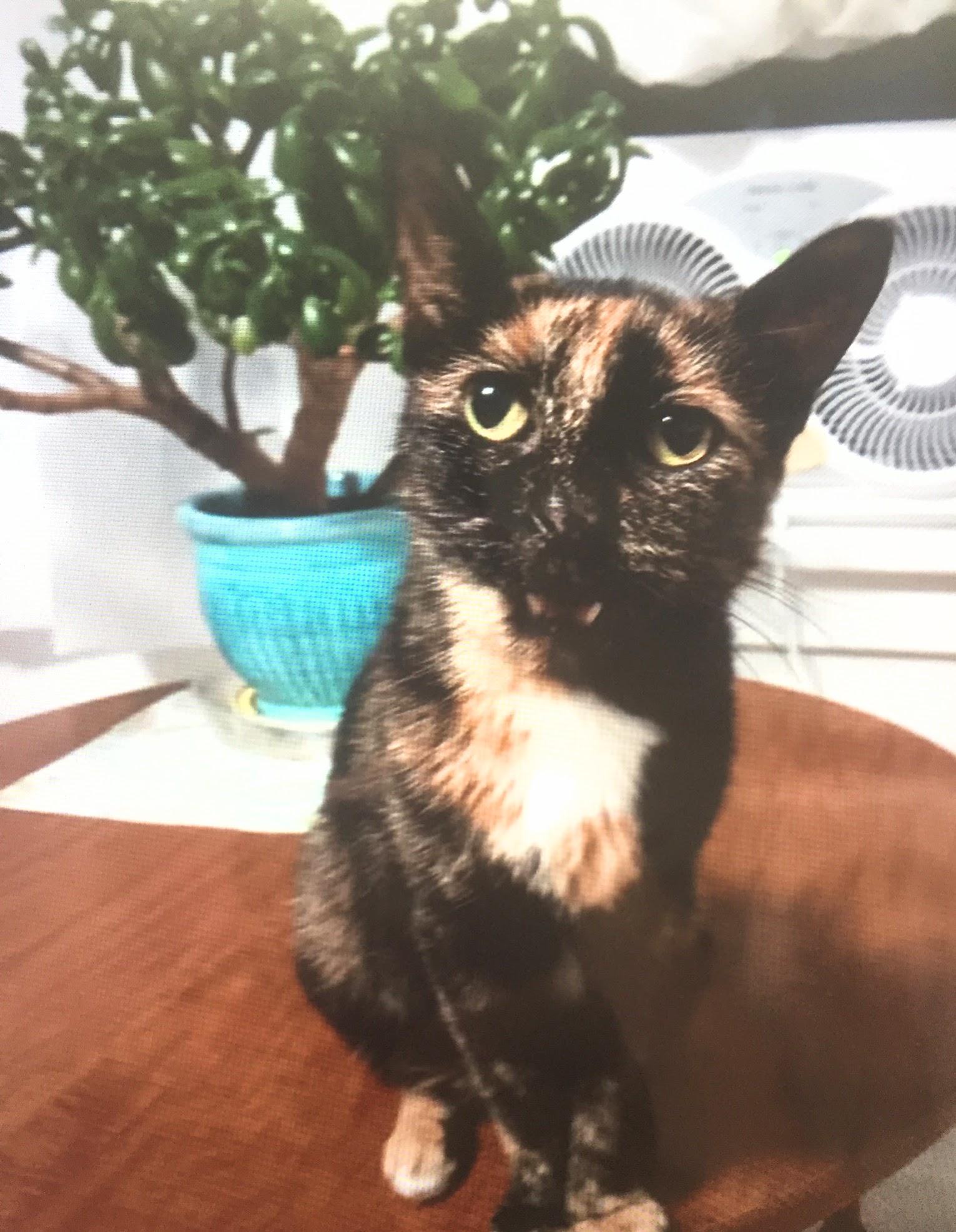 Orphan Annie, ADOPTABLE, Adult Female Domestic Short Hair.