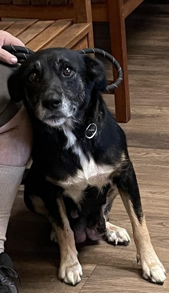 Piper