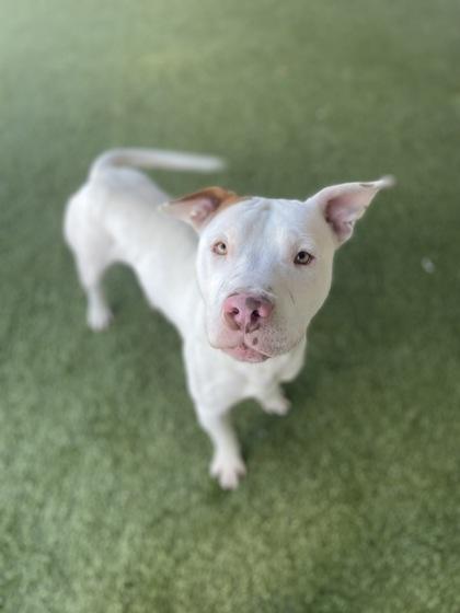 Stowe — thumbnail 3