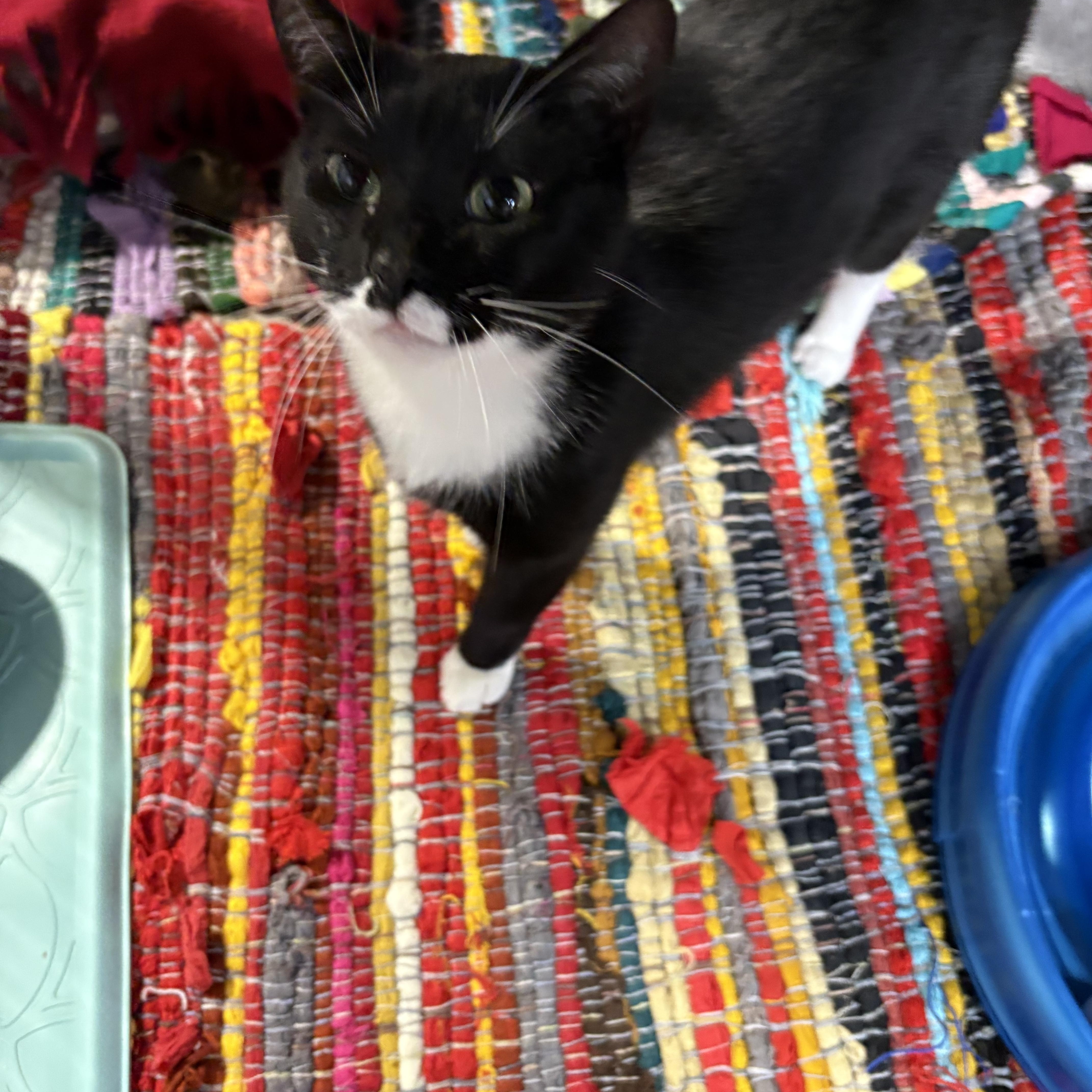 Stamp, ADOPTABLE, Young Female Domestic Short Hair.