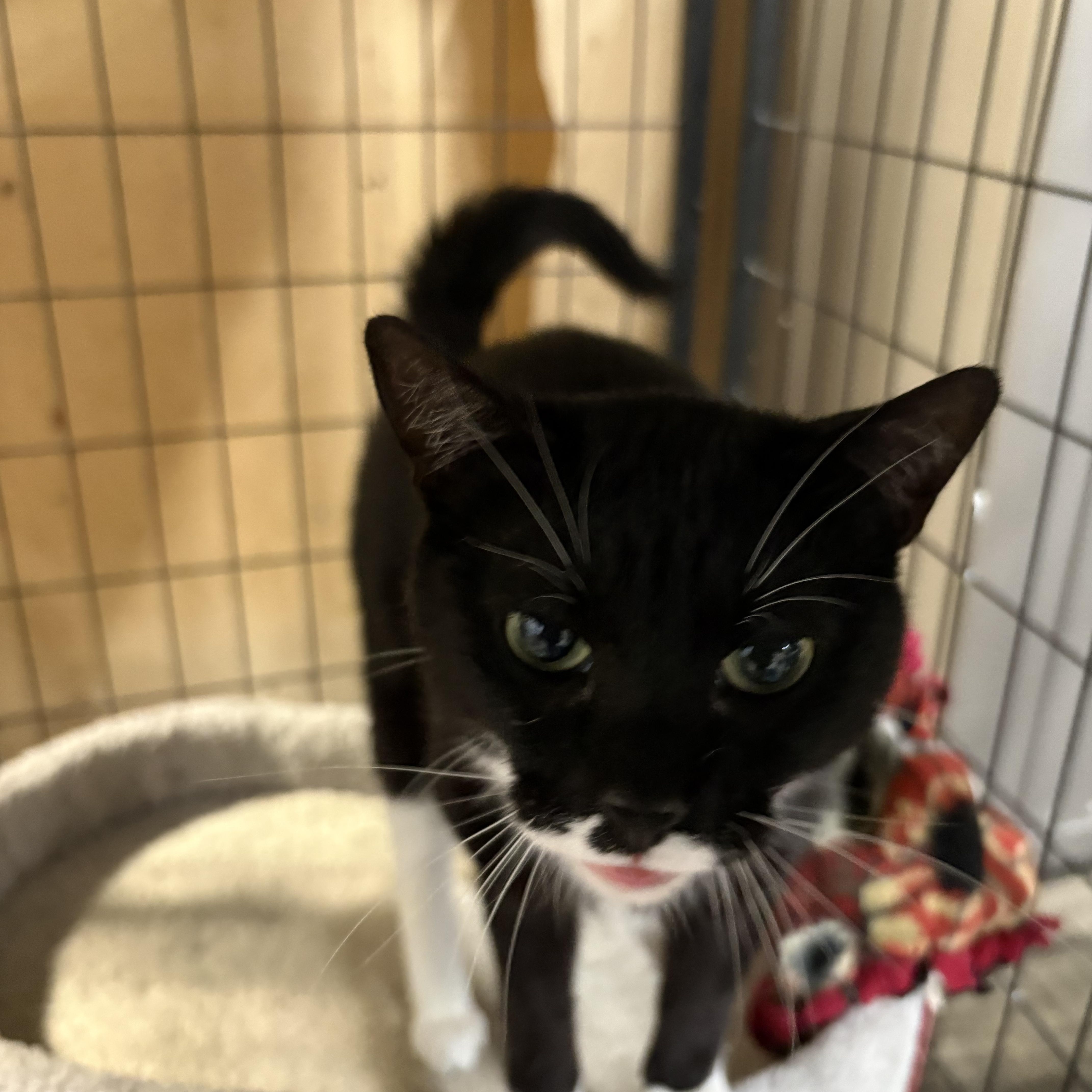 Stamp, a ADOPTABLE Domestic Short Hair in Faribault, MN image 2/2