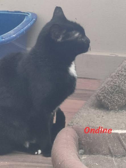 Enlarge Ondine, a ADOPTABLE Domestic Short Hair in Spencerville, ON image 2/3