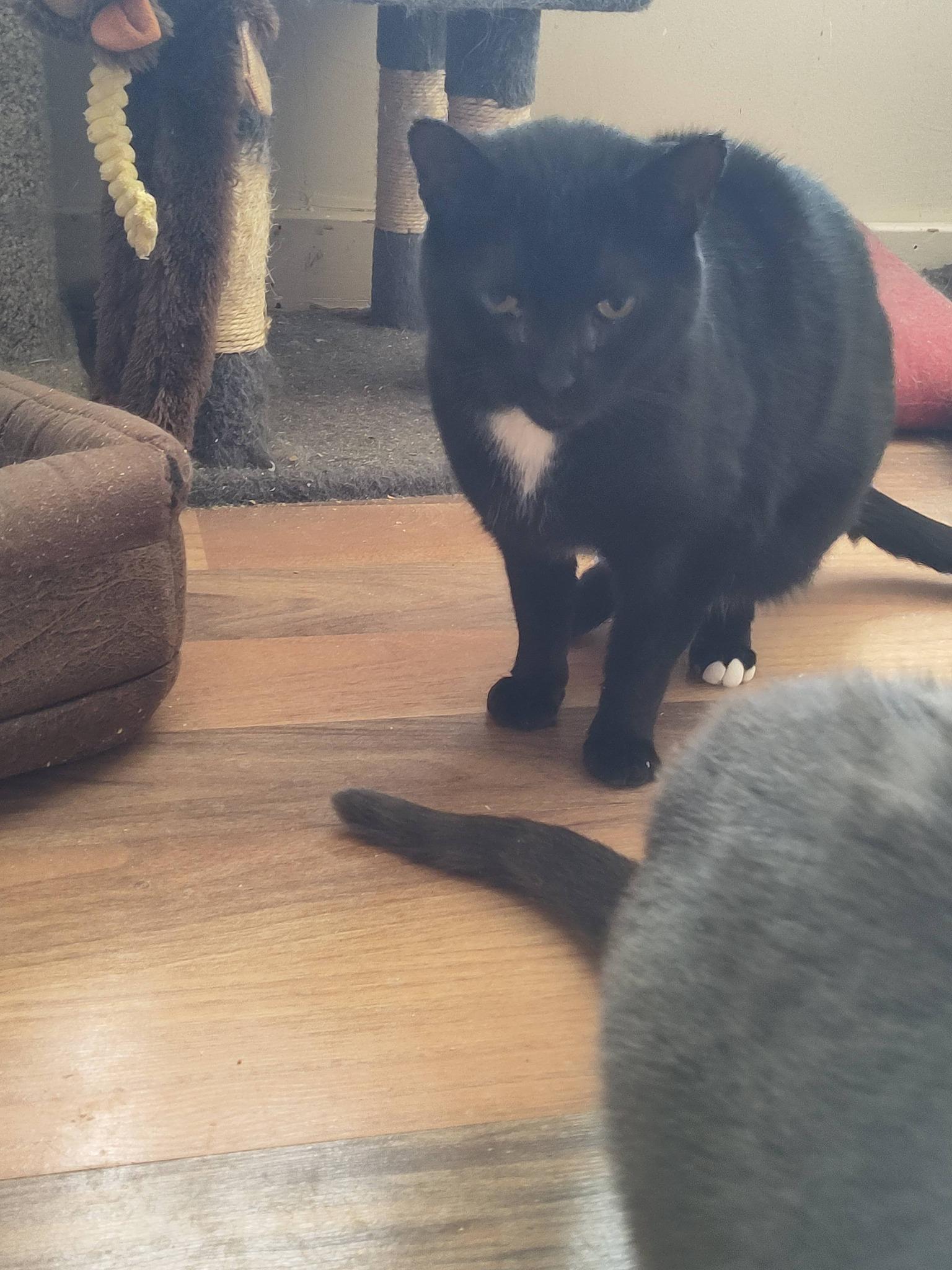 Enlarge Ondine, a ADOPTABLE Domestic Short Hair in Spencerville, ON image 3/3
