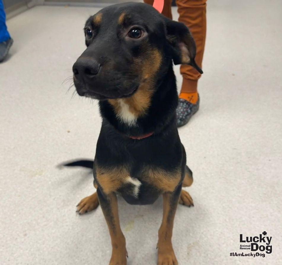 Enlarge Wallace, a Adoptable Black and Tan Coonhound in Washington, DC image 1/3