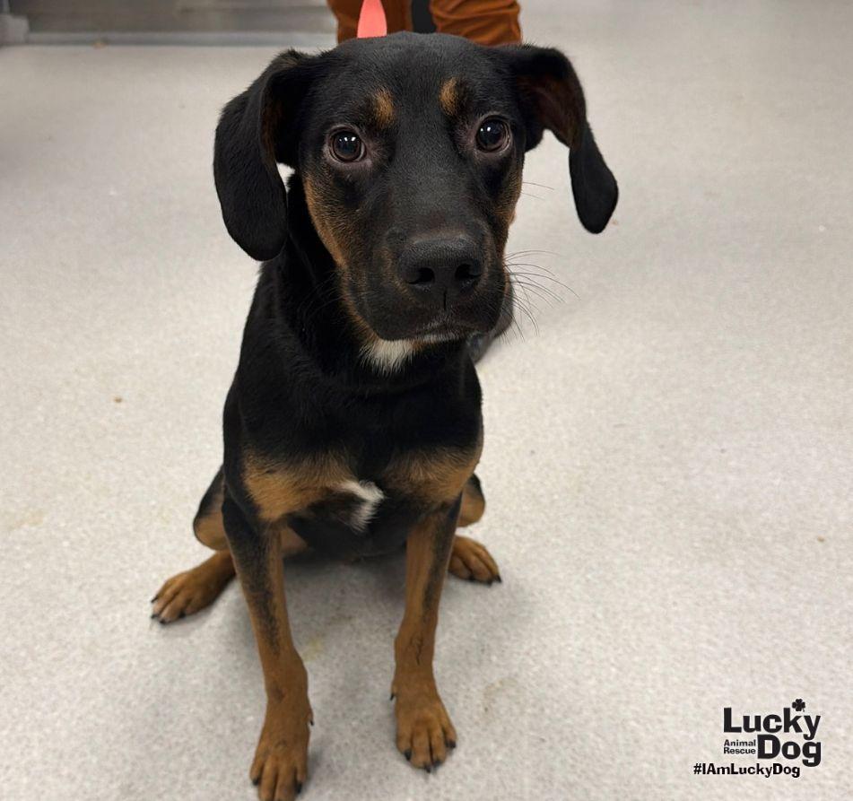 Enlarge Wallace, a Adoptable Black and Tan Coonhound in Washington, DC image 2/3