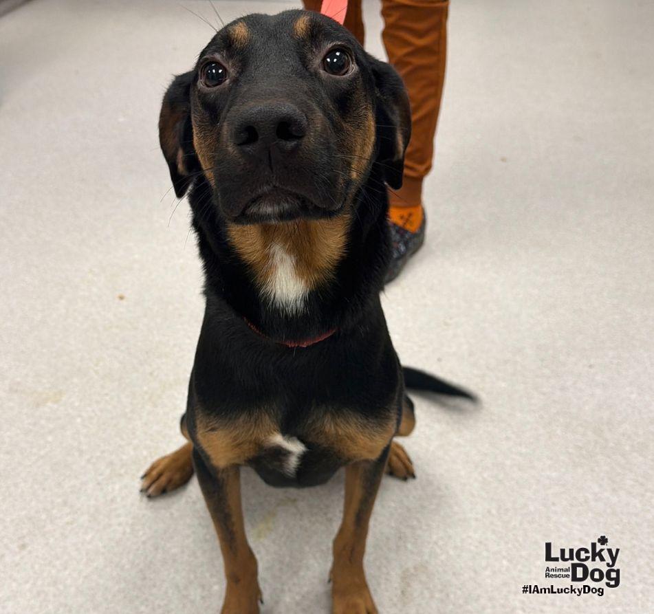 Enlarge Wallace, a Adoptable Black and Tan Coonhound in Washington, DC image 3/3