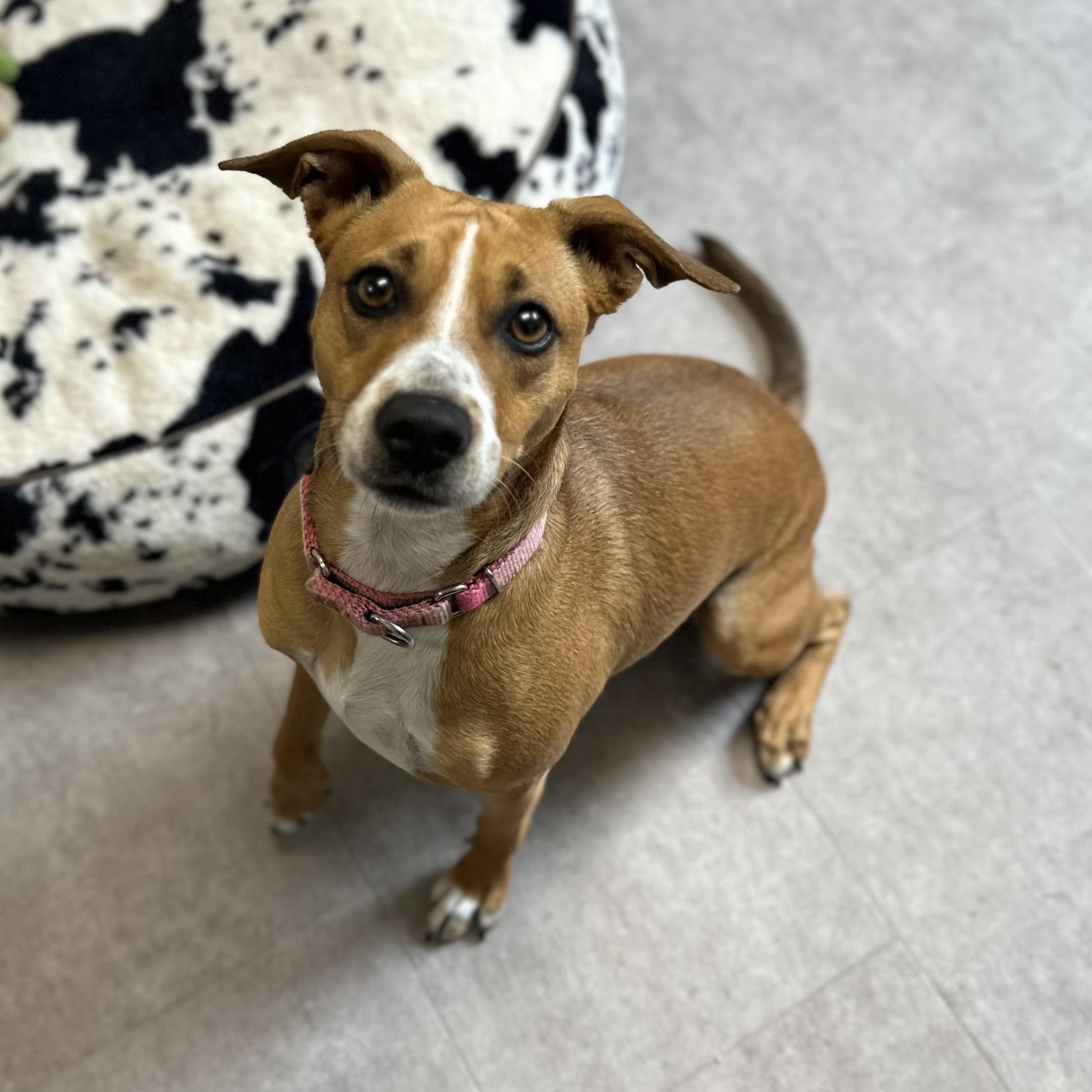 Enlarge Mia, an adopted Mixed Breed in Youngstown, OH image 2/3