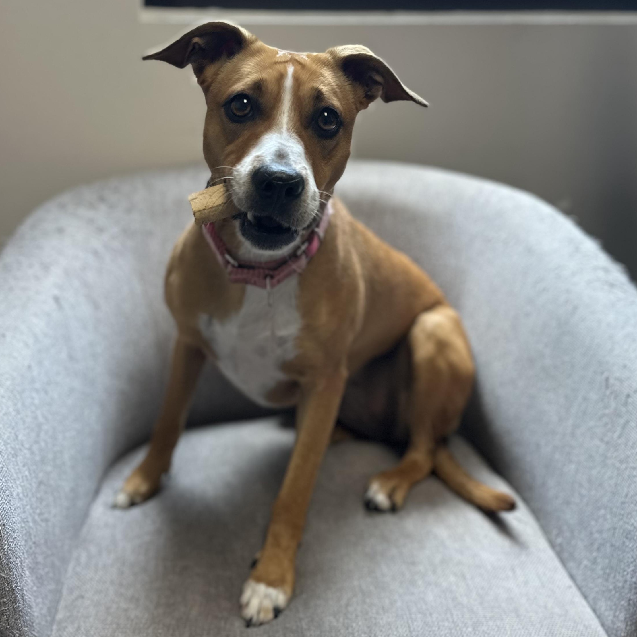 Enlarge Mia, an adopted Mixed Breed in Youngstown, OH image 3/3