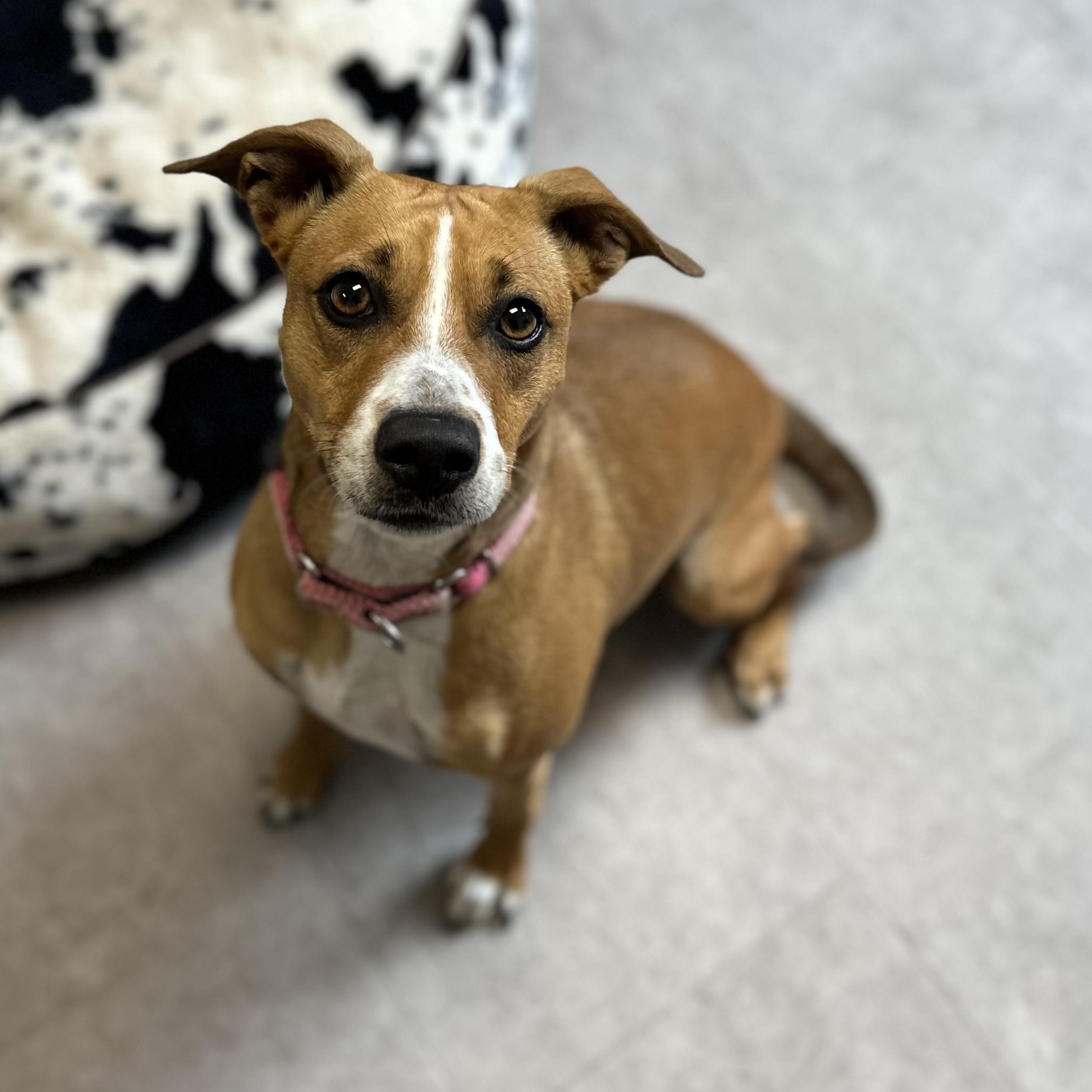 Mia, adopted, Adult Female Mixed Breed.
