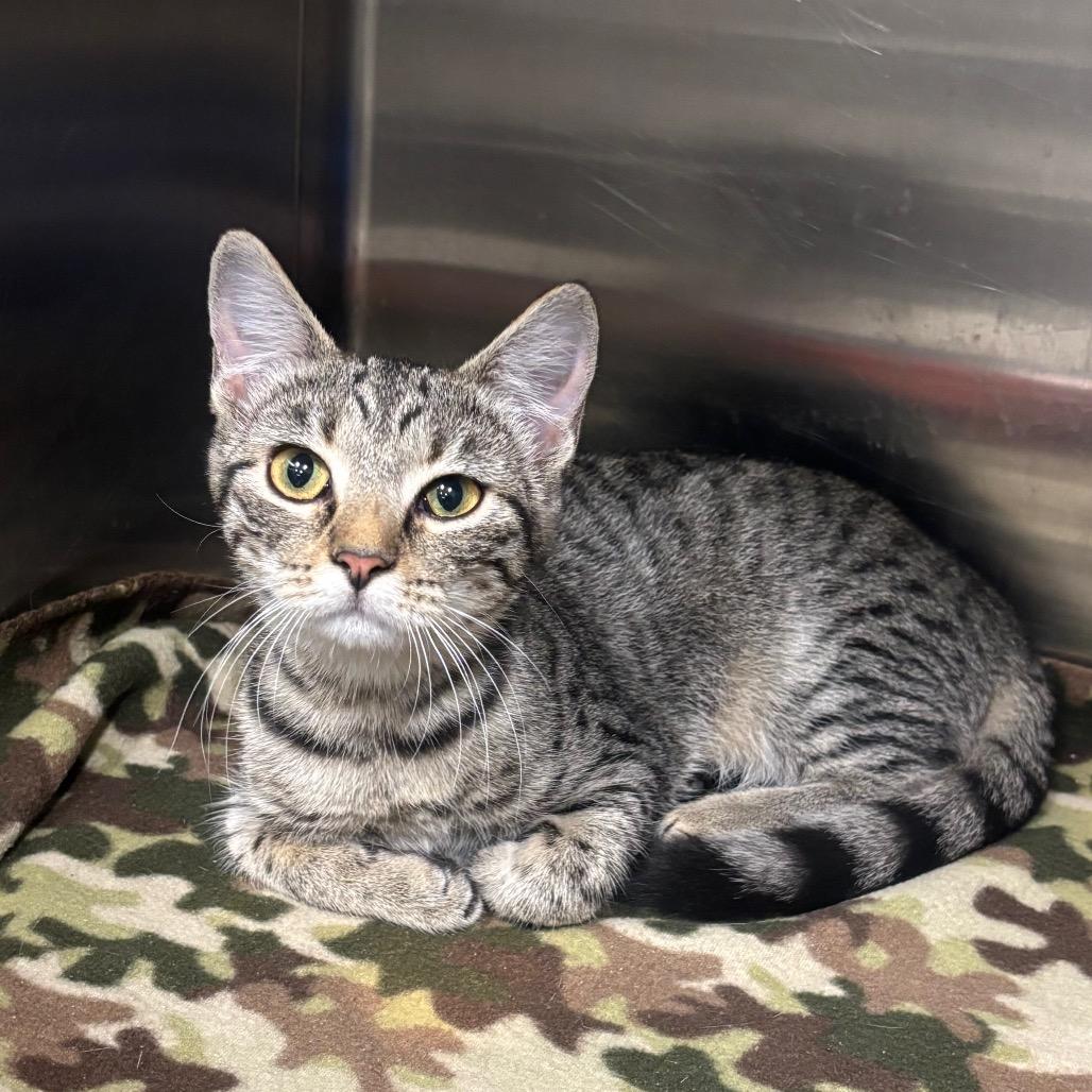Enlarge Dolly, a Adoptable Domestic Short Hair in Brookfield, MO image 1/1