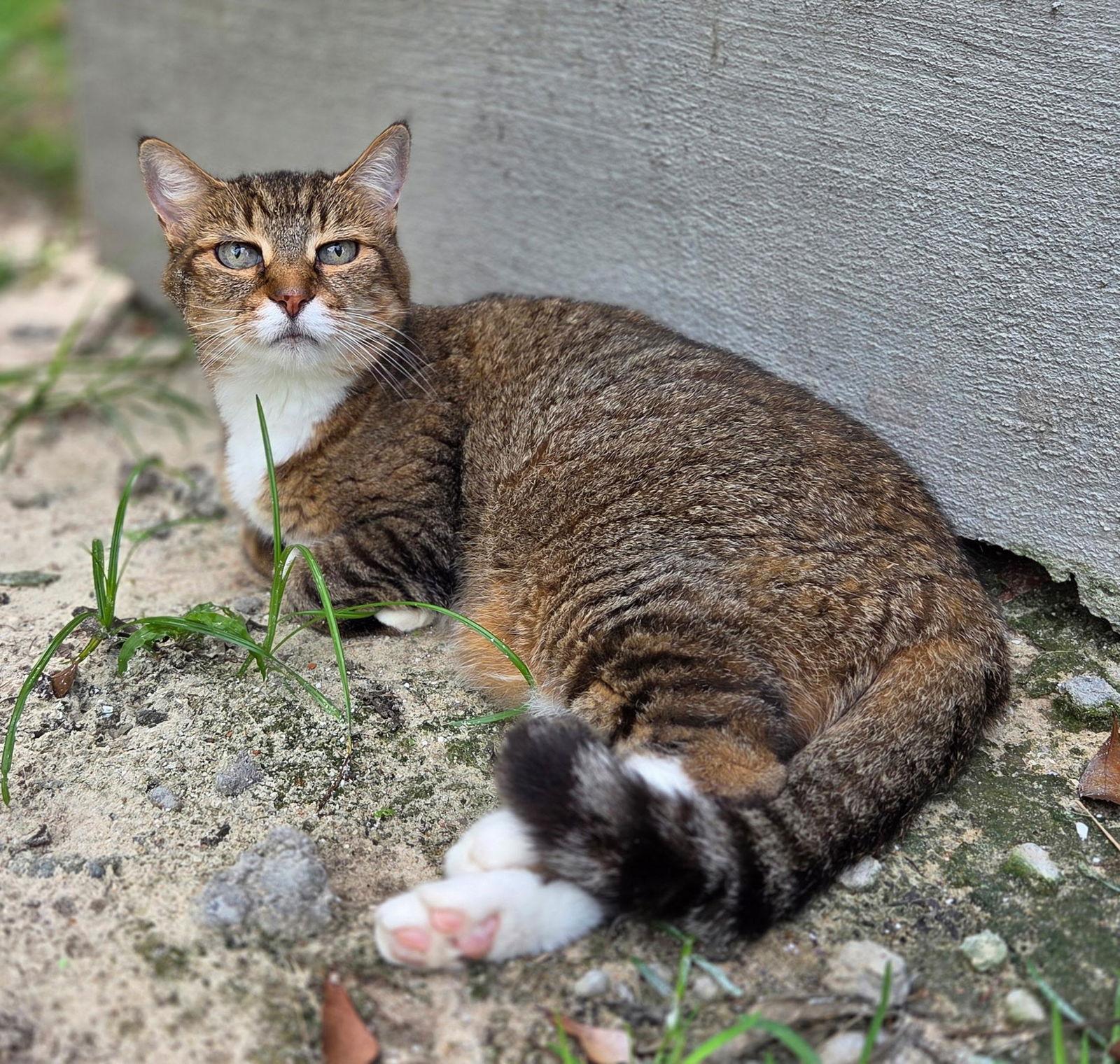 Sarah, Adoptable, Adult Female Domestic Short Hair & Tabby.